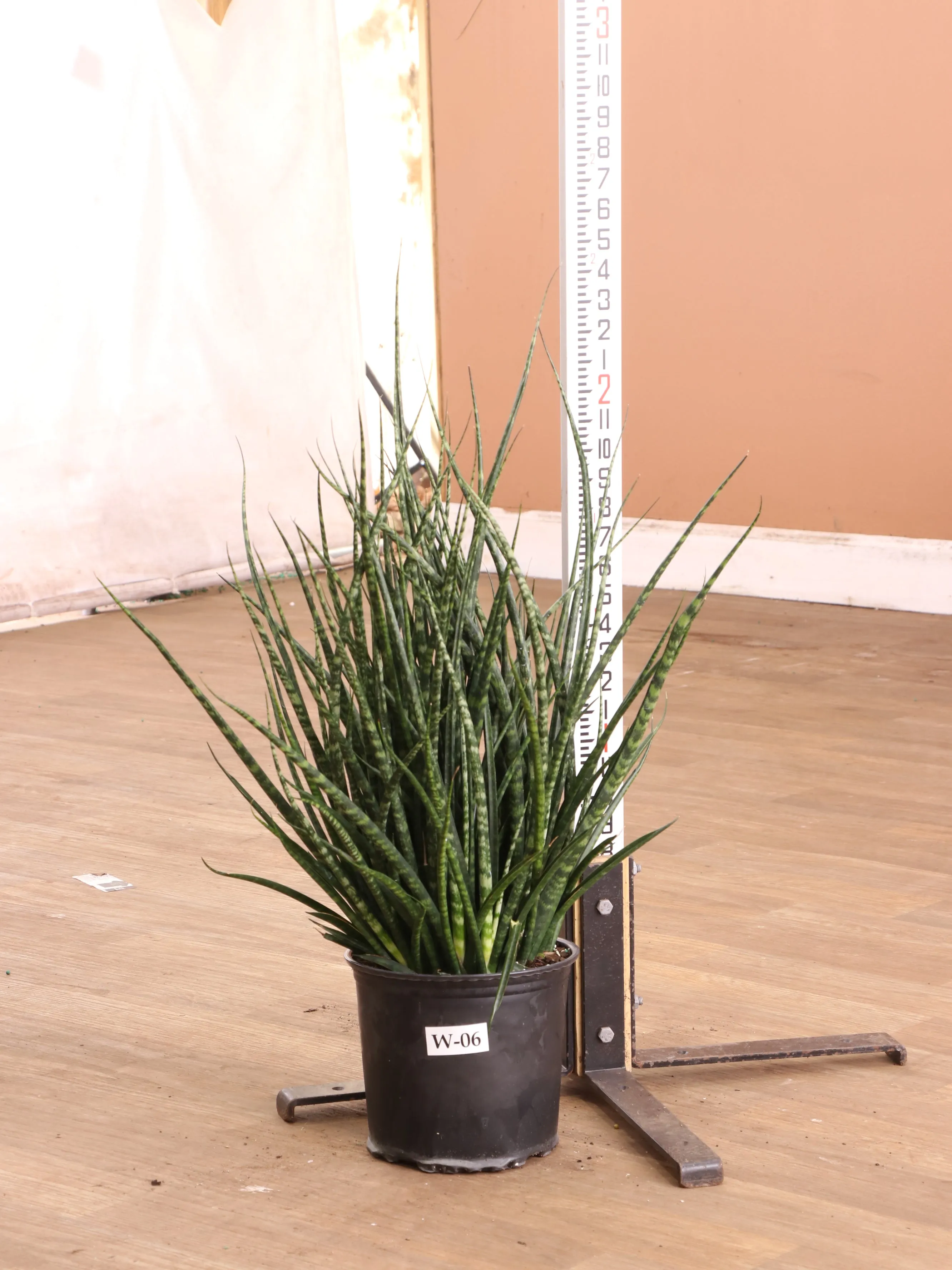 Large Sansevieria Fernwood