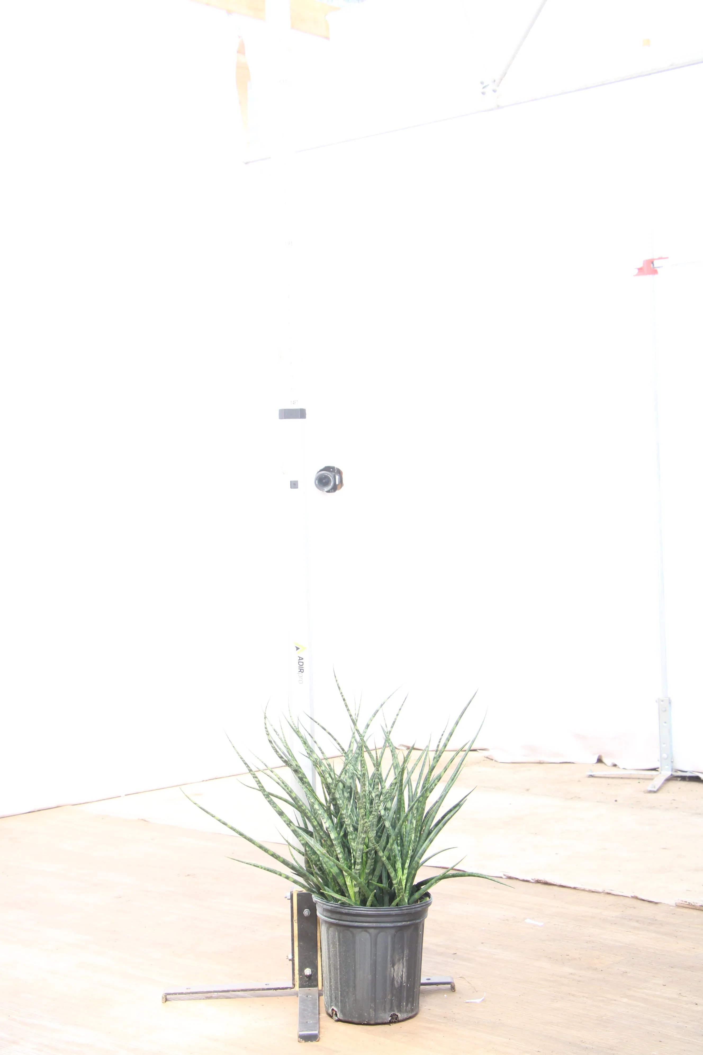 Large Sansevieria Fernwood