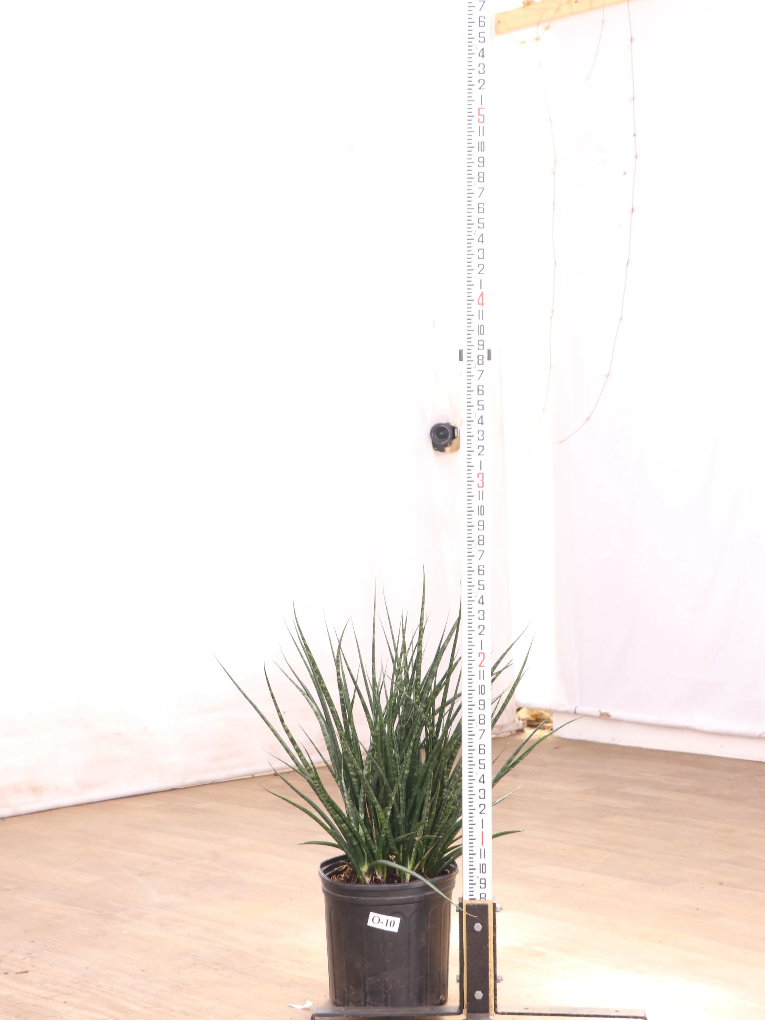Large Sansevieria Fernwood