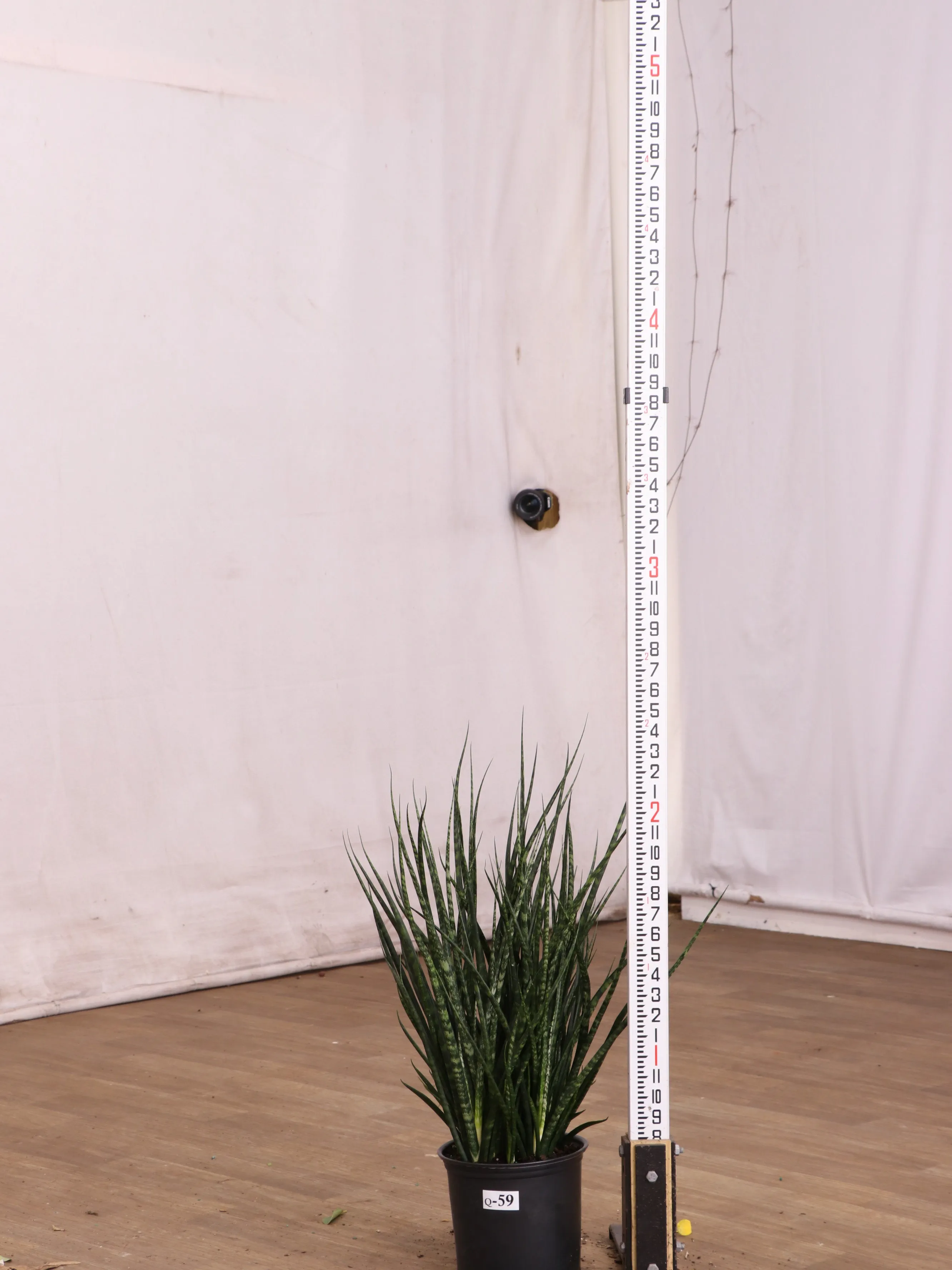 Large Sansevieria Fernwood