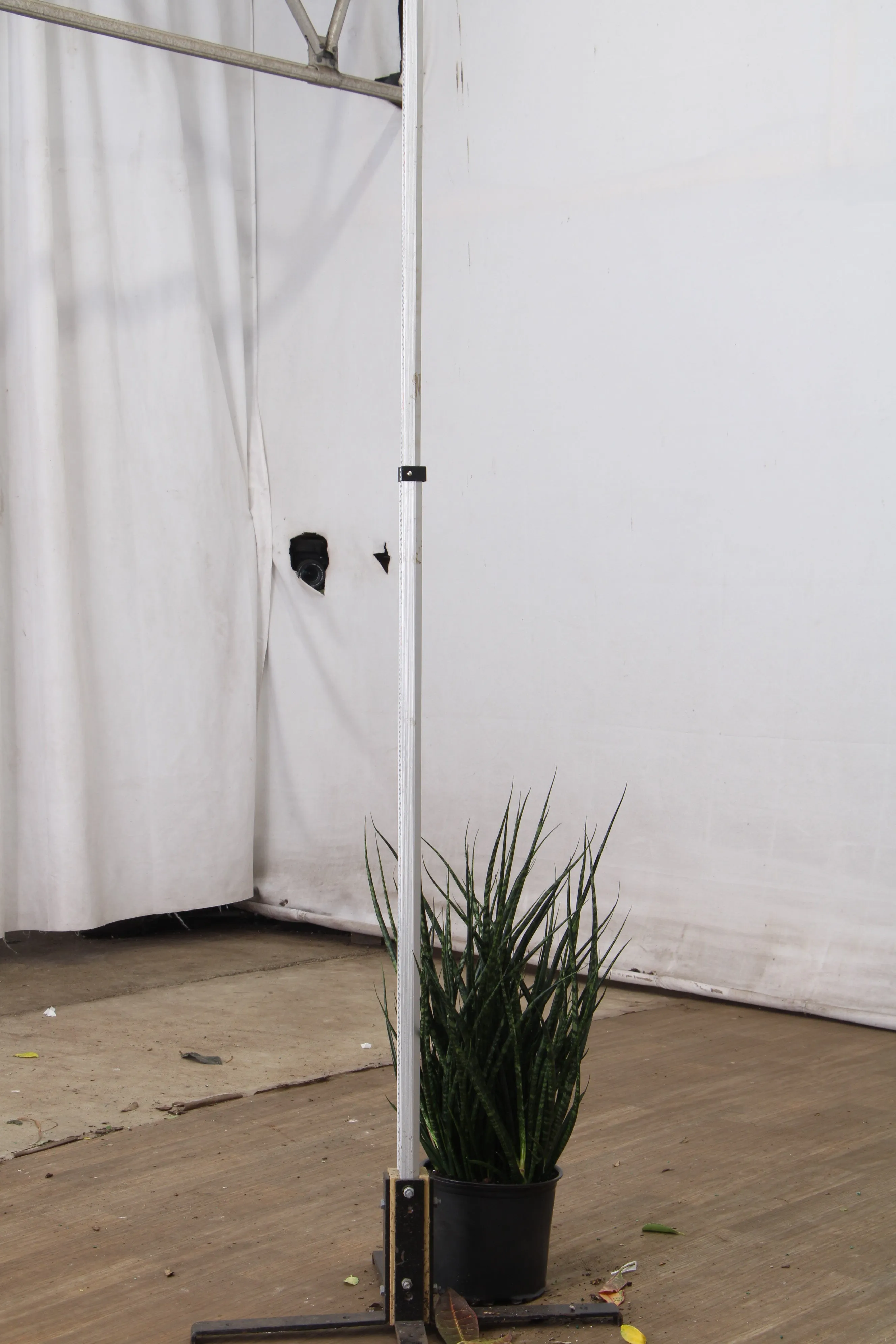 Large Sansevieria Fernwood
