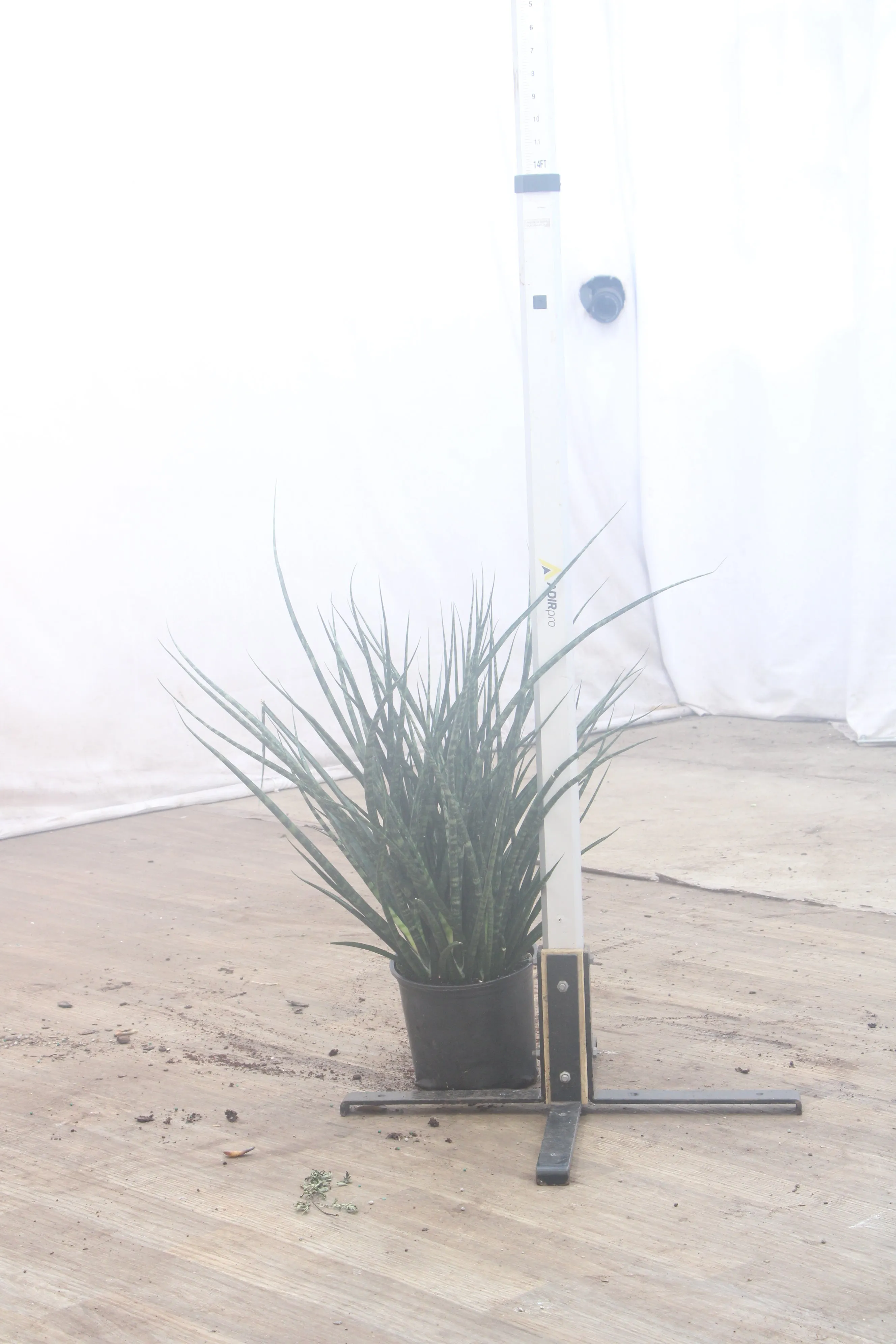 Large Sansevieria Fernwood