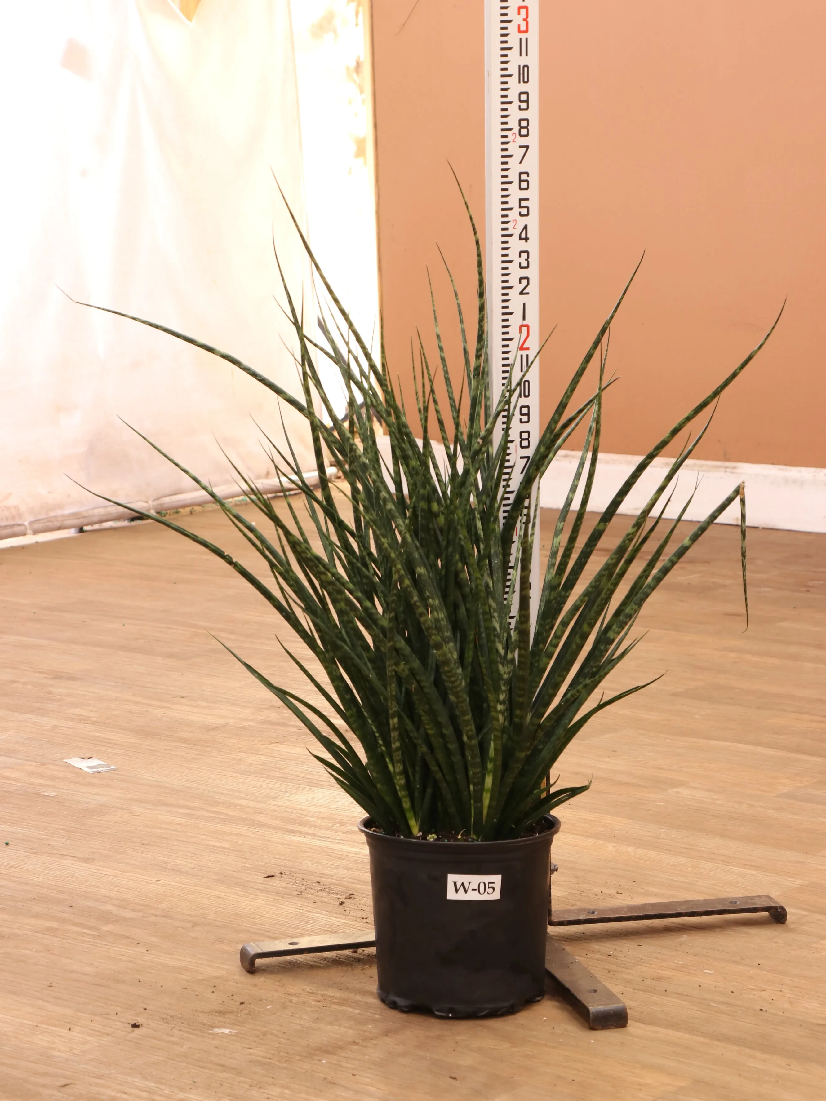 Large Sansevieria Fernwood