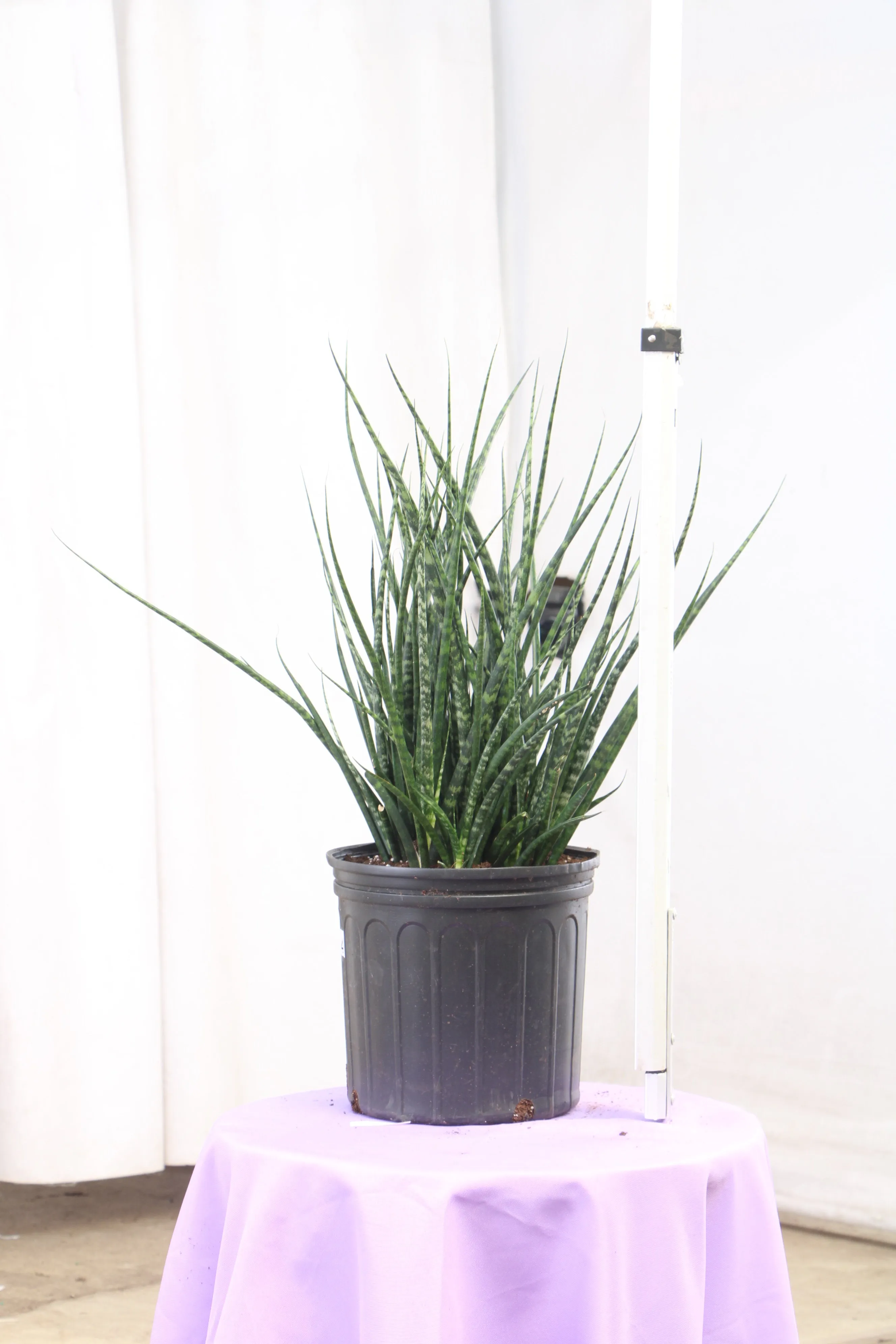 Large Sansevieria Fernwood