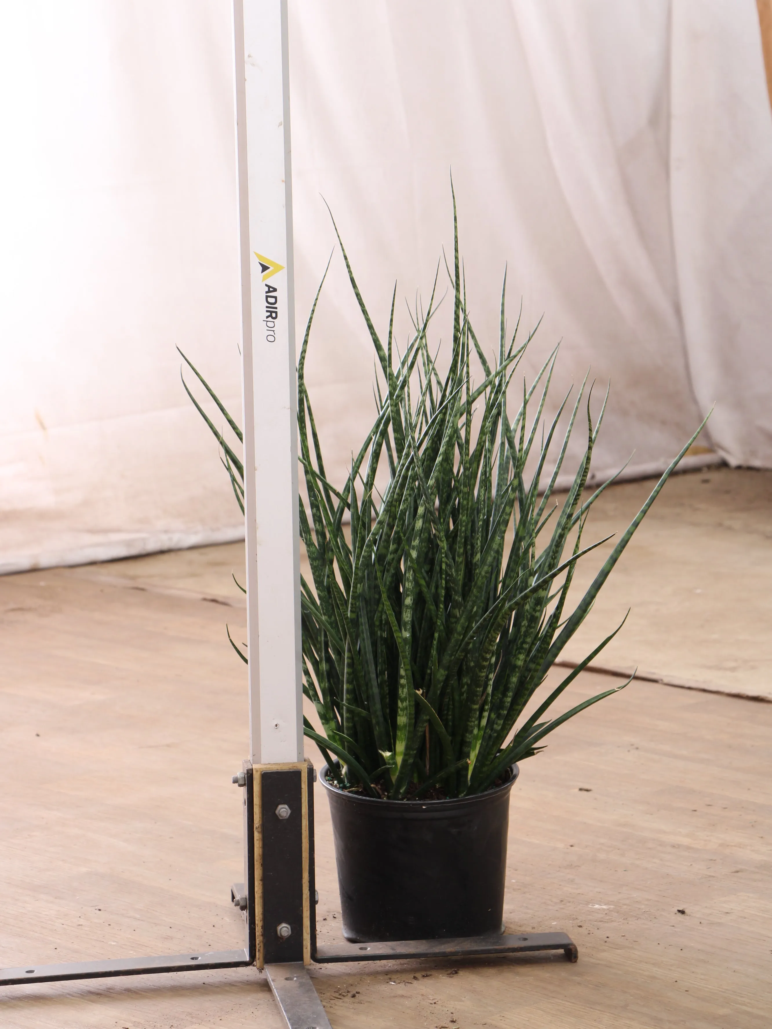 Large Sansevieria Fernwood