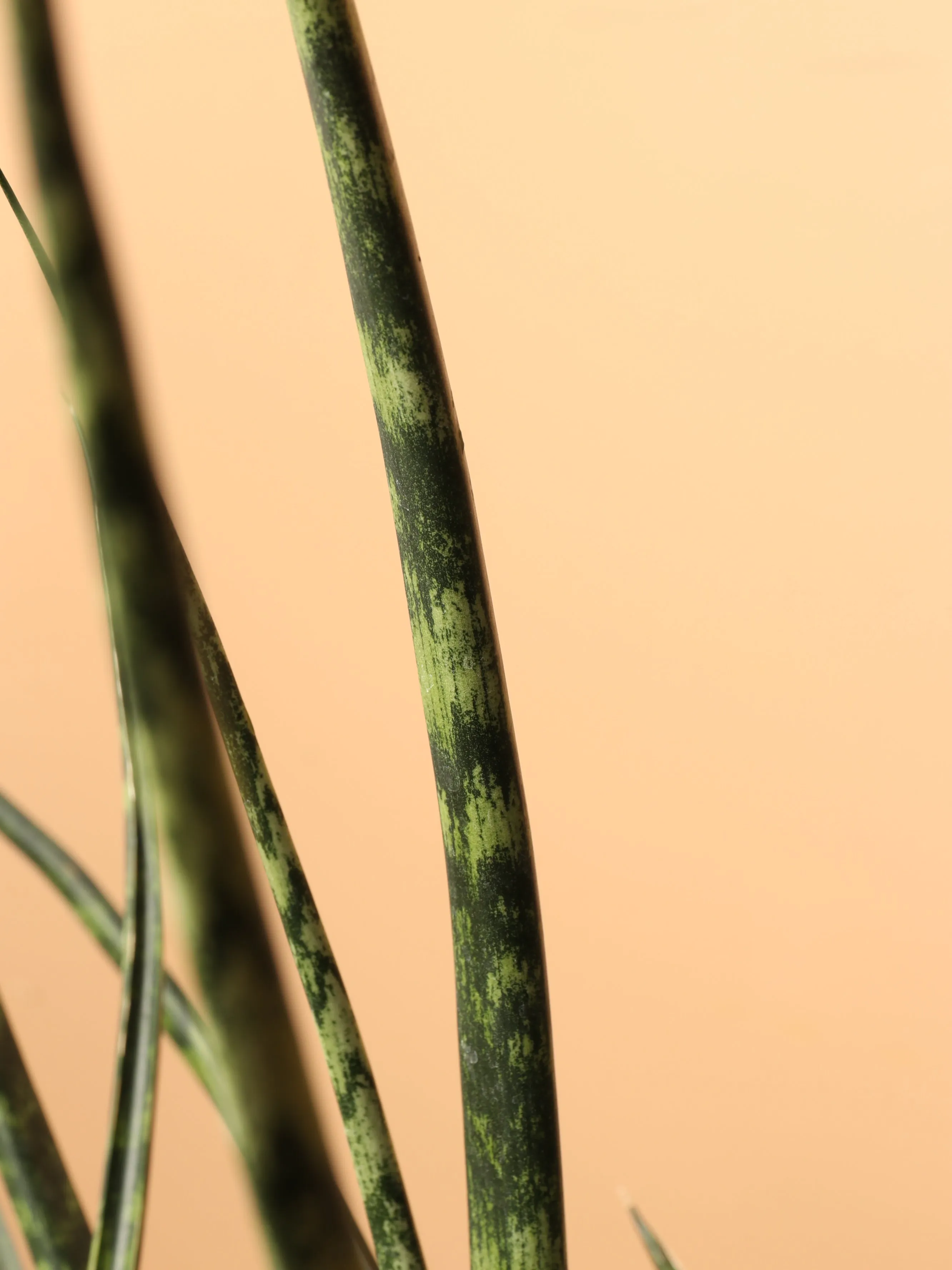 Large Sansevieria Fernwood