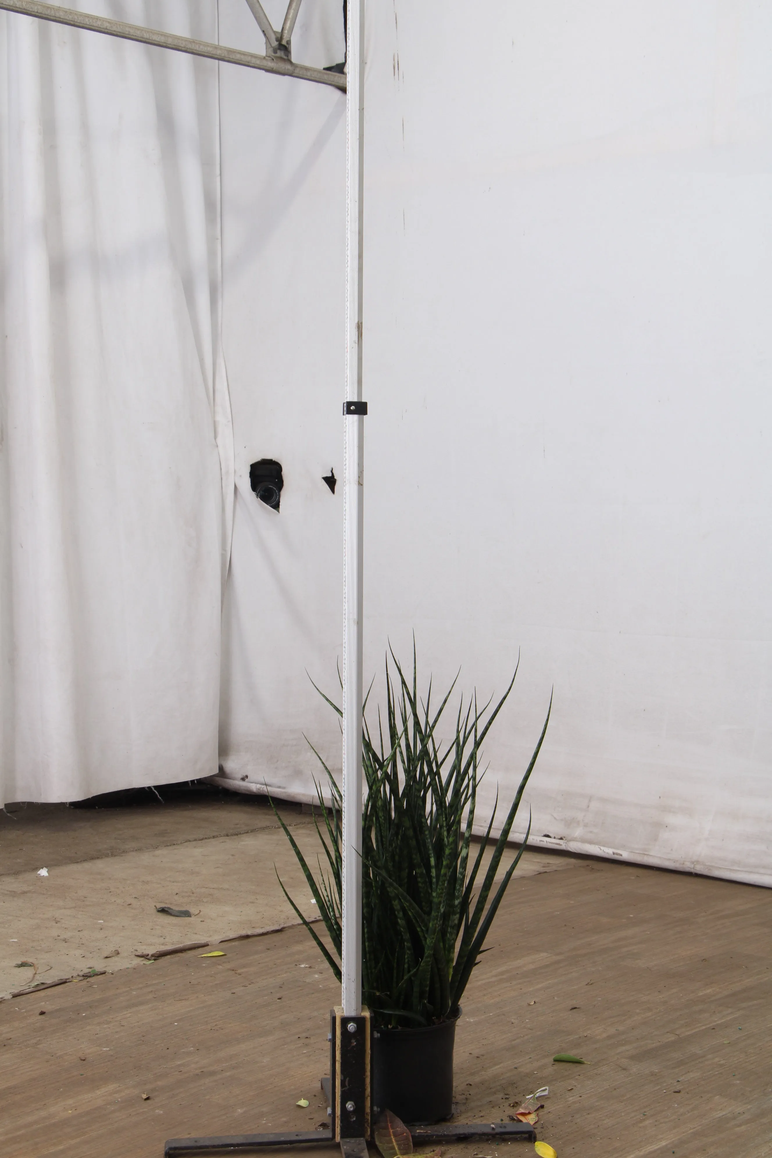 Large Sansevieria Fernwood
