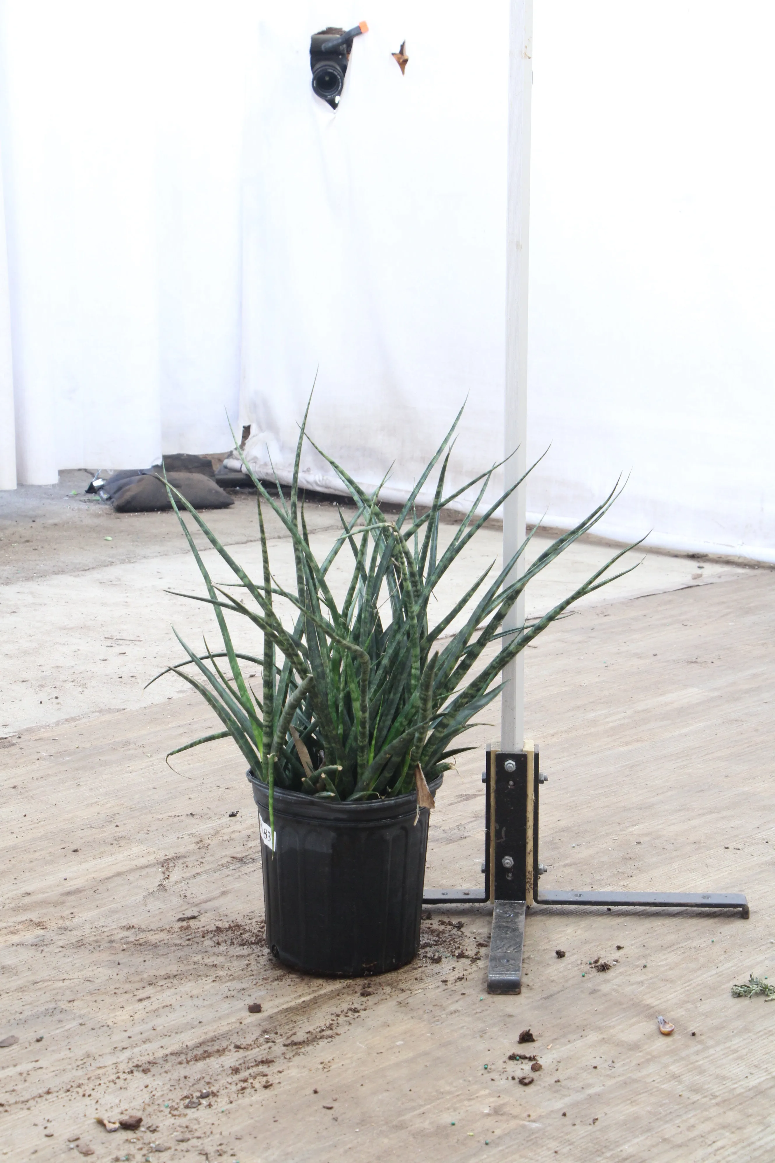 Large Sansevieria Fernwood