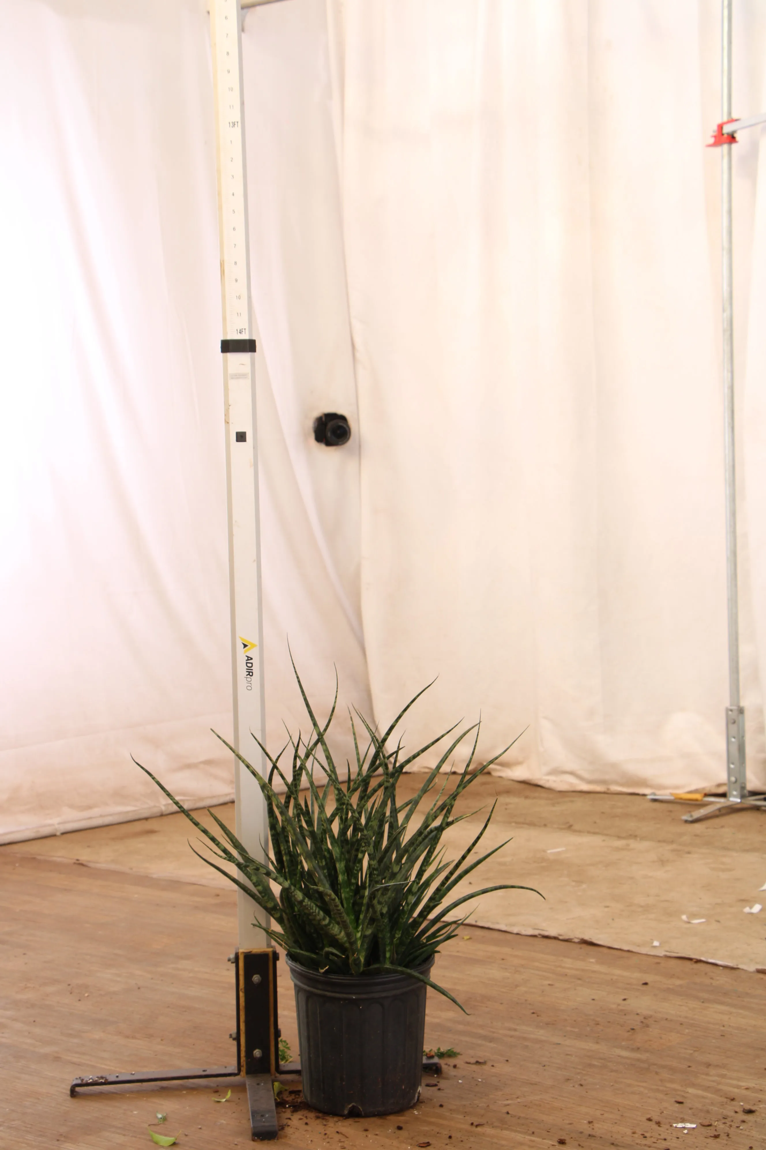Large Sansevieria Fernwood