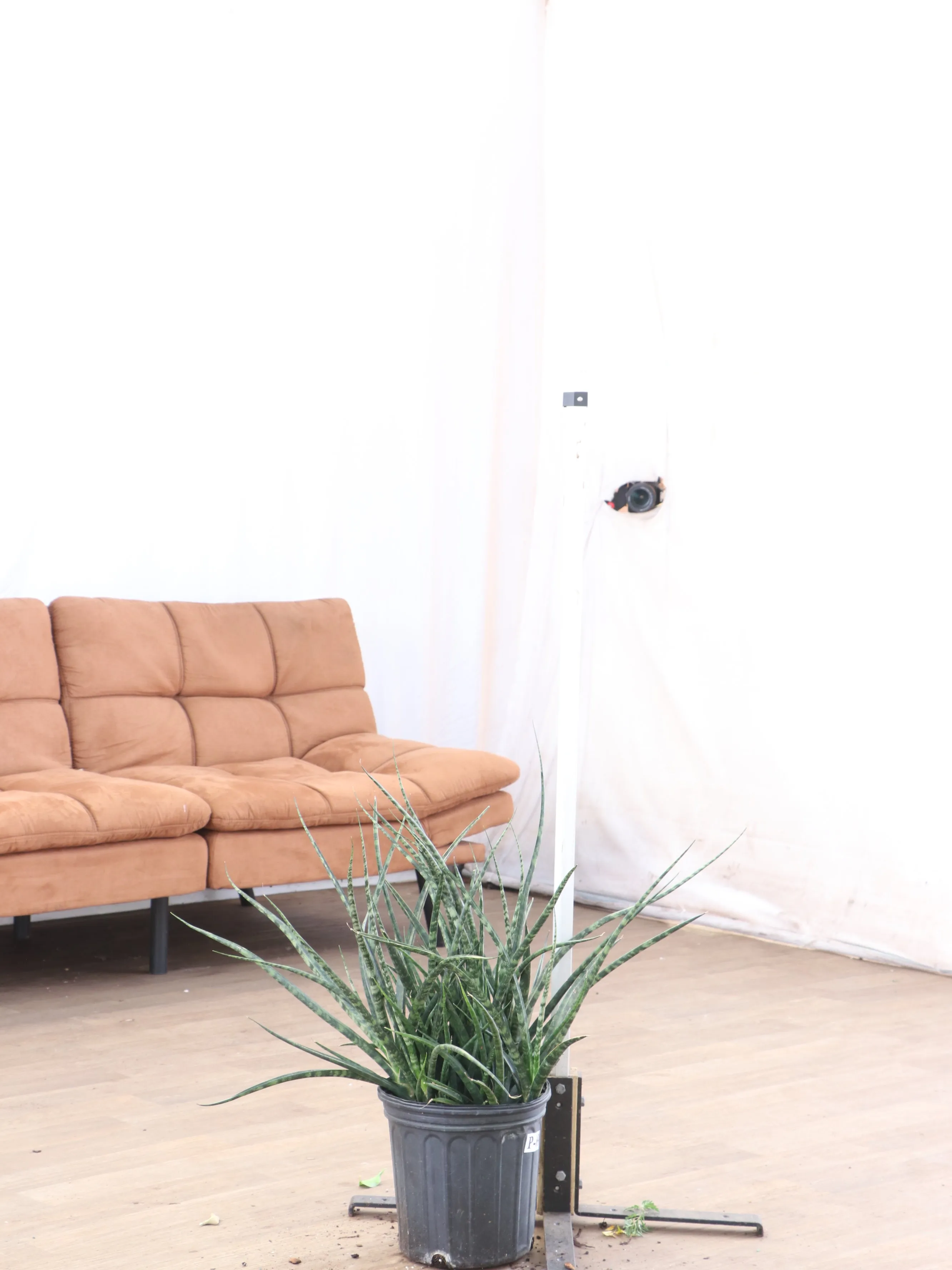 Large Sansevieria Fernwood