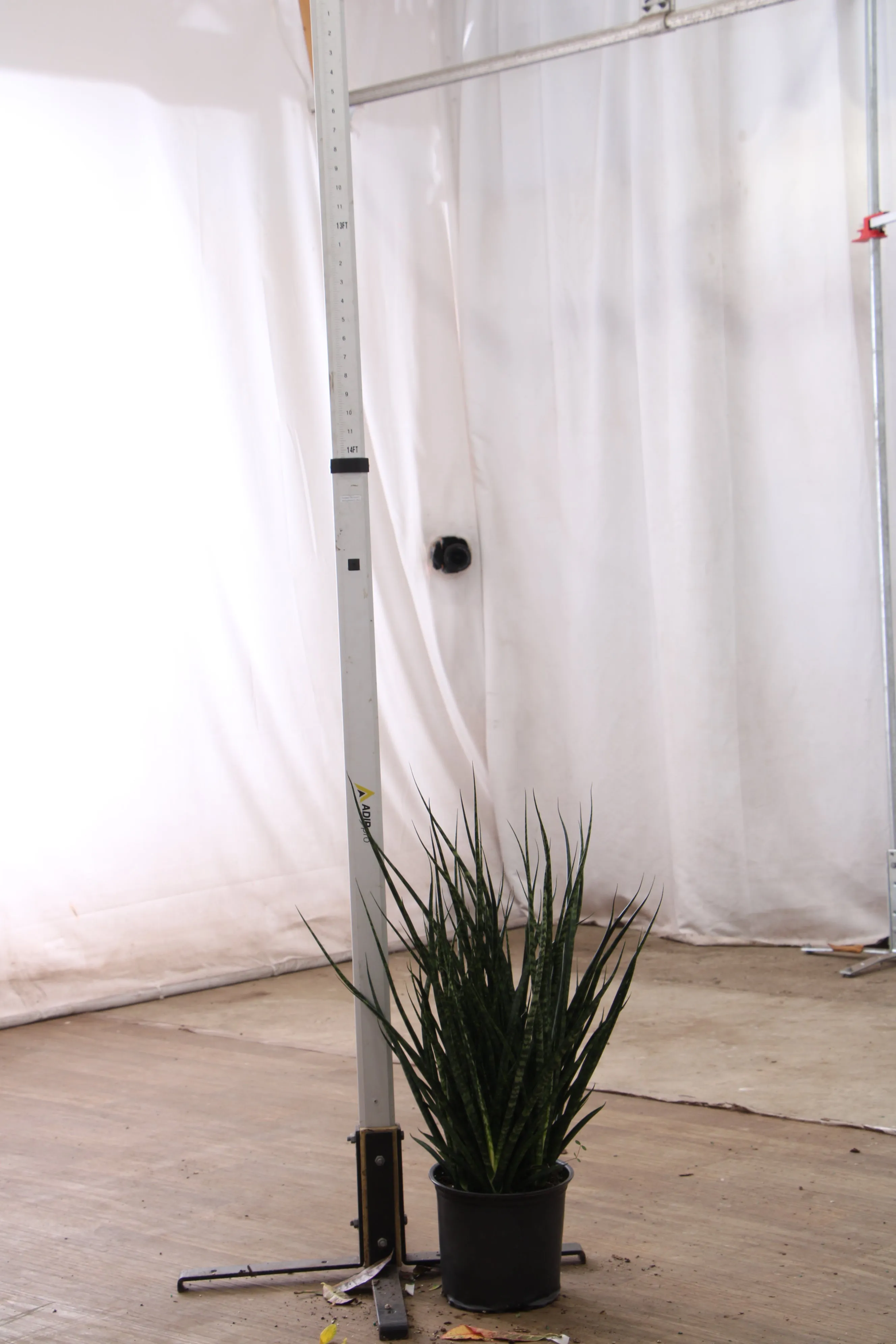 Large Sansevieria Fernwood