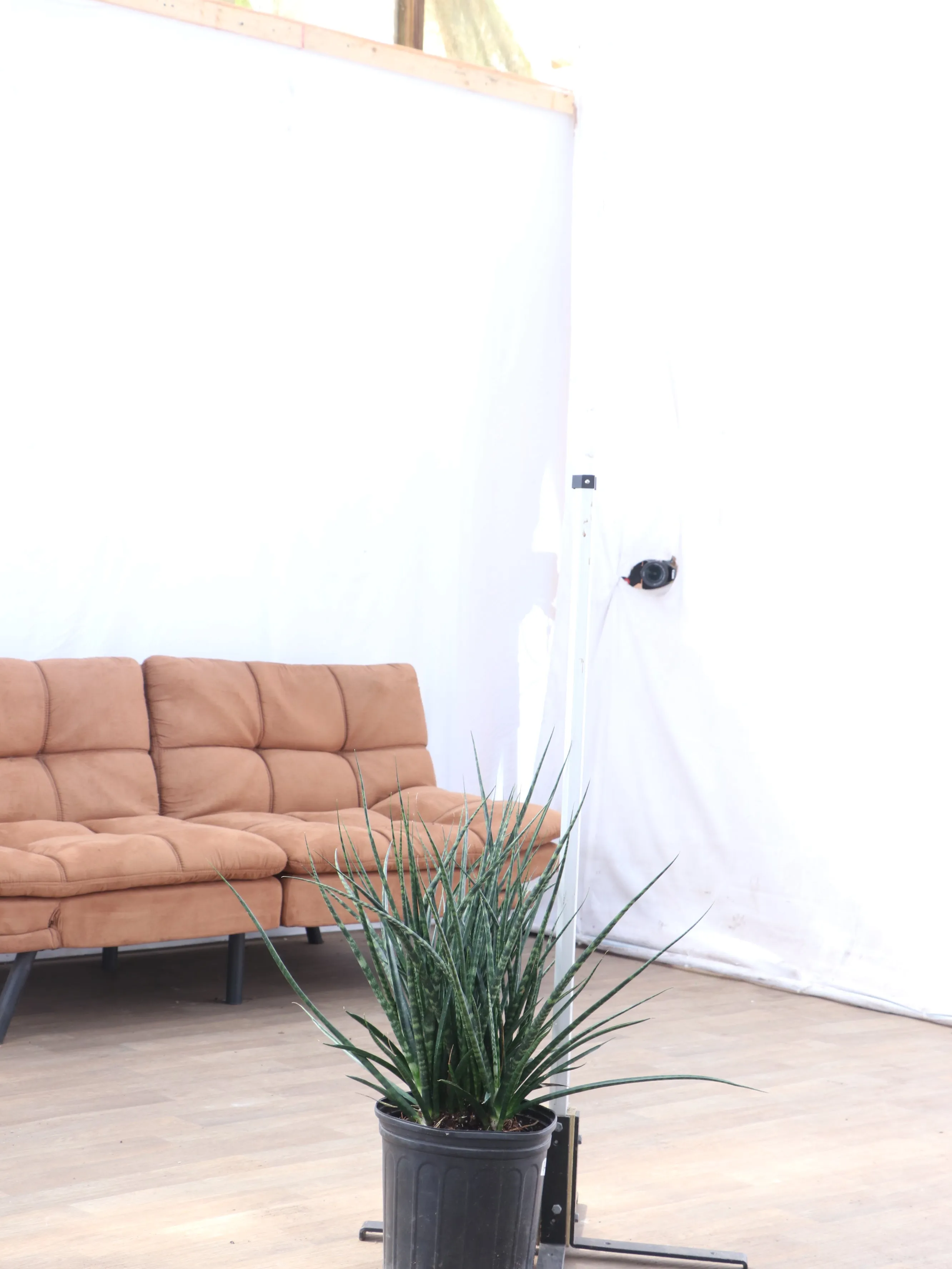 Large Sansevieria Fernwood