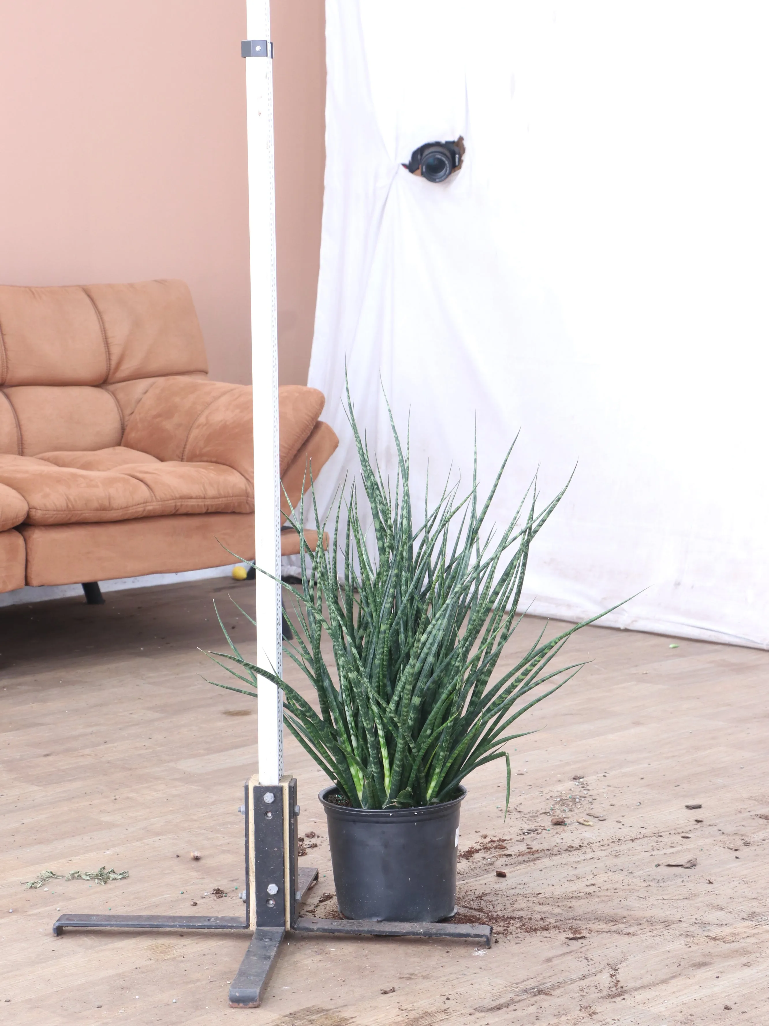 Large Sansevieria Fernwood