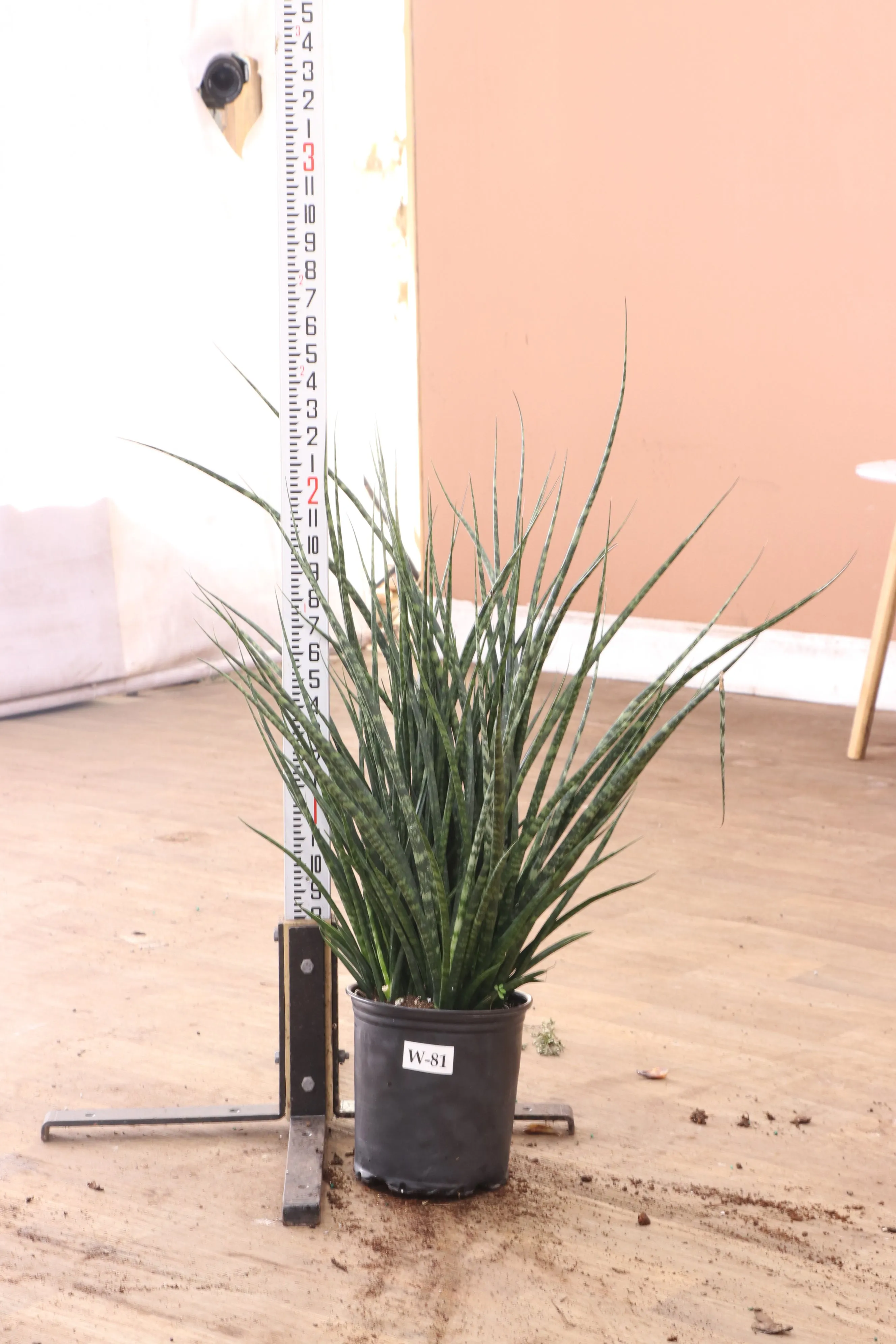 Large Sansevieria Fernwood
