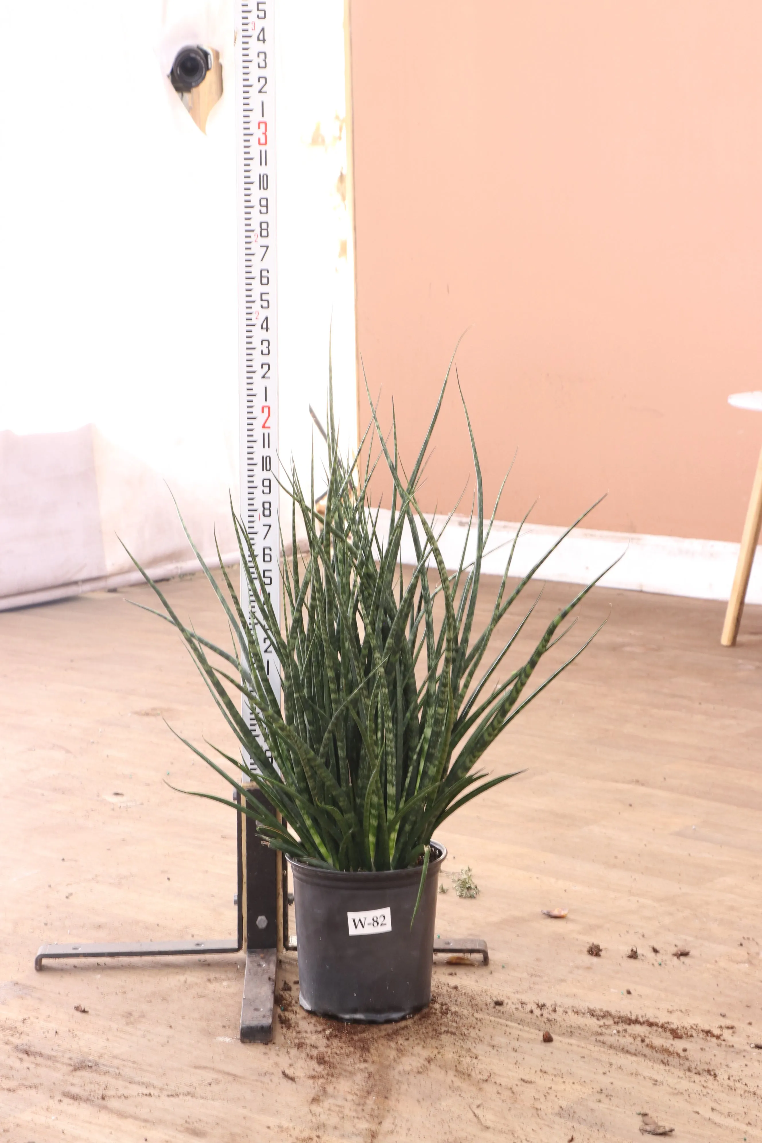 Large Sansevieria Fernwood