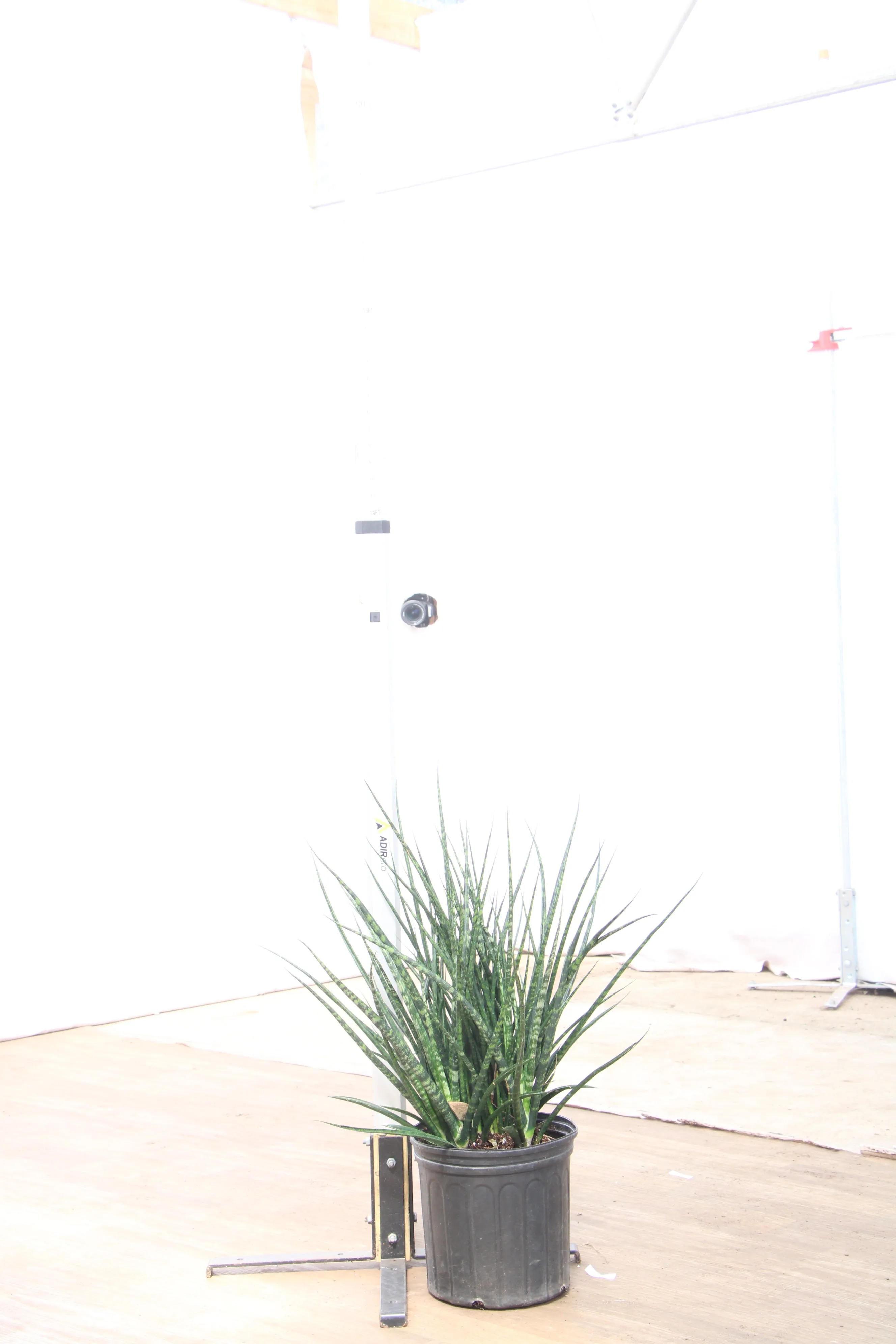 Large Sansevieria Fernwood