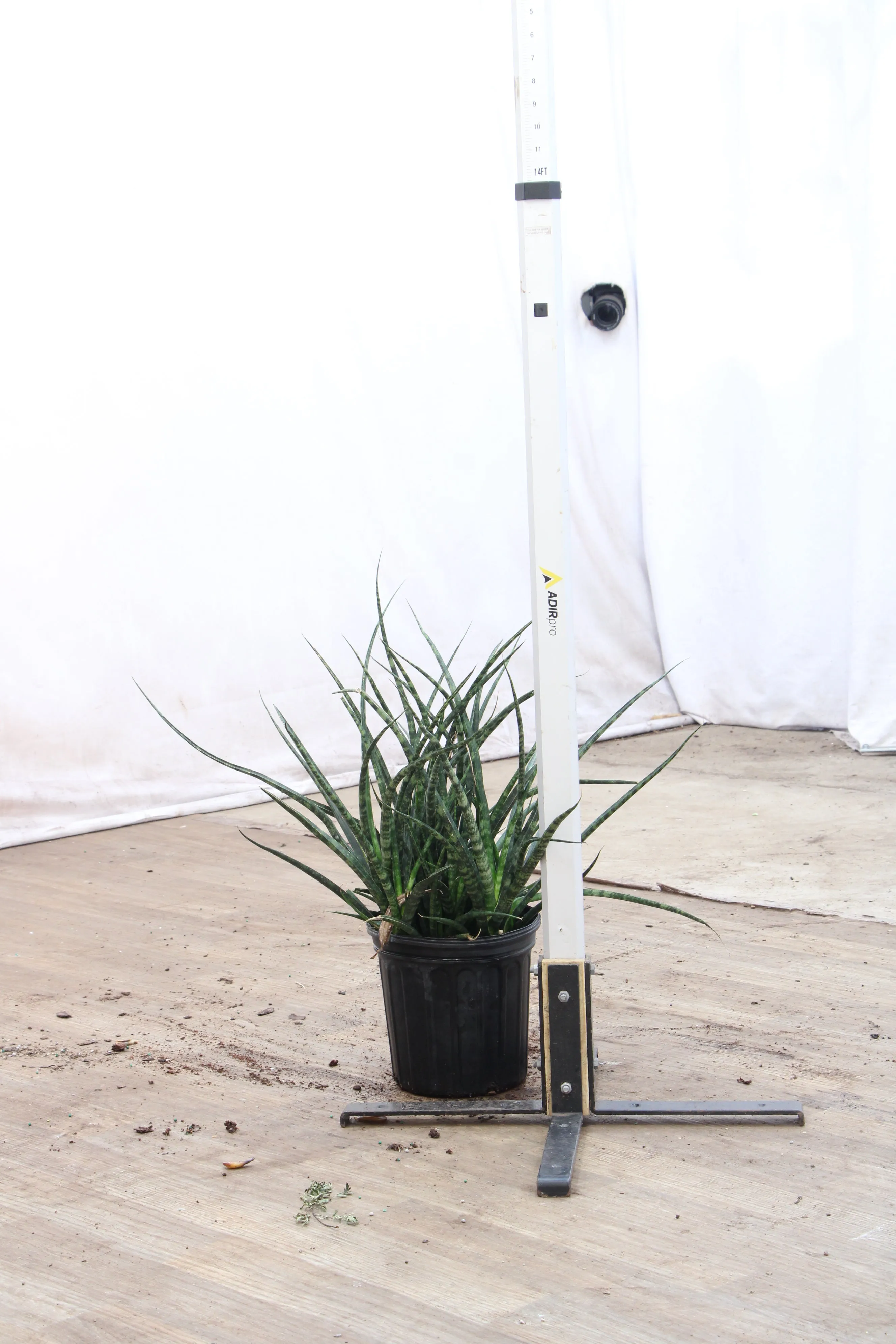 Large Sansevieria Fernwood