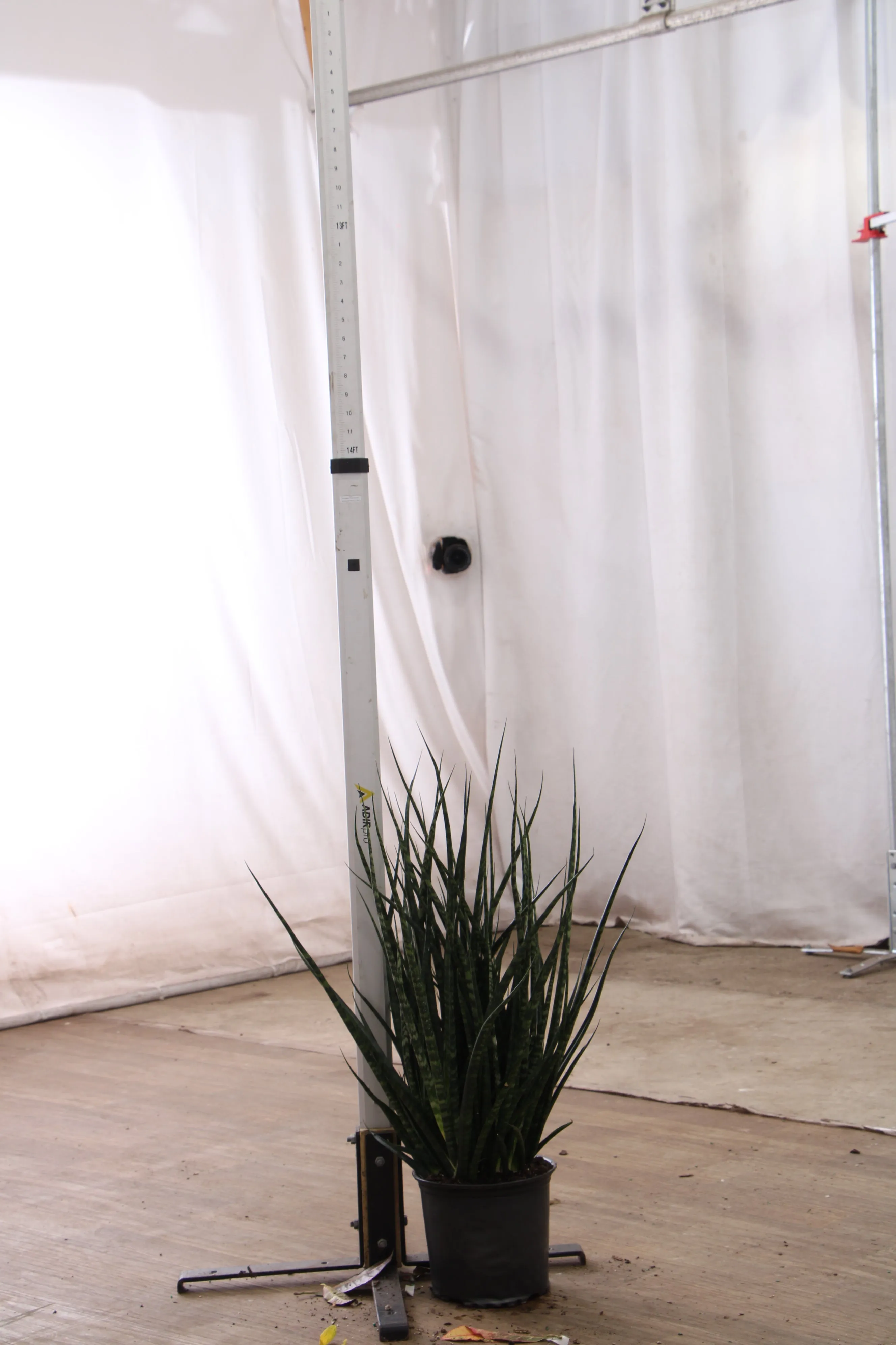 Large Sansevieria Fernwood