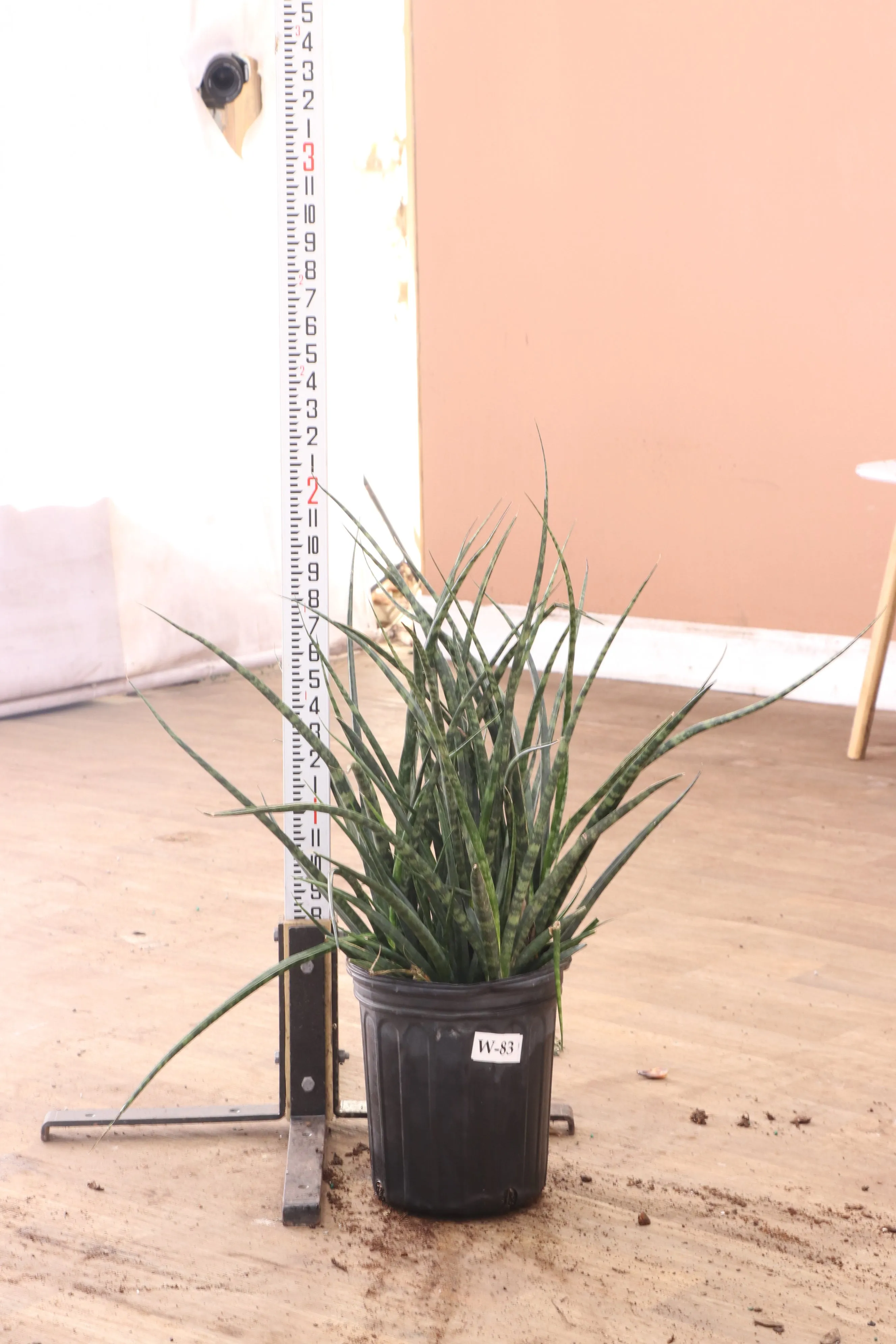 Large Sansevieria Fernwood