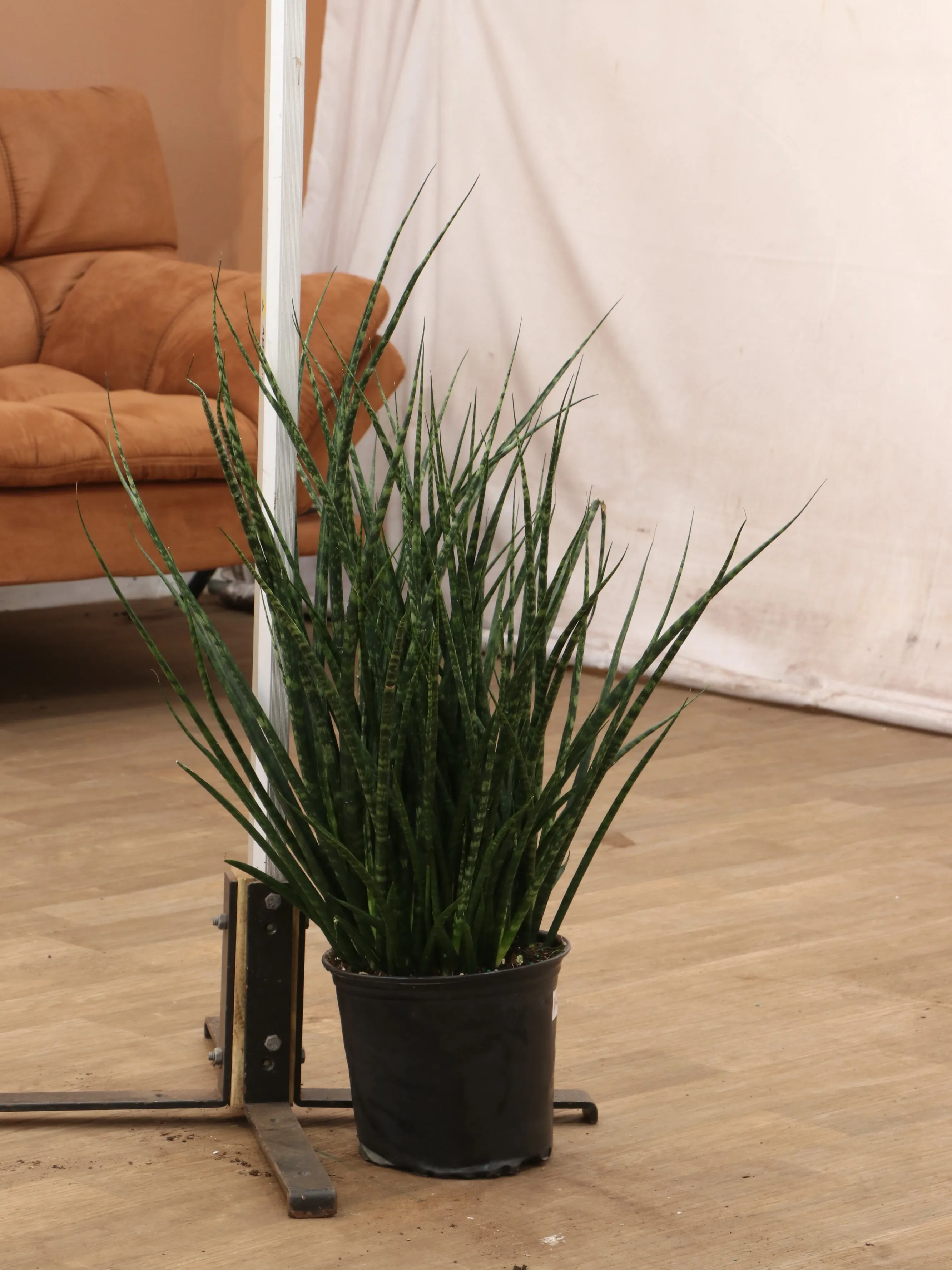 Large Sansevieria Fernwood
