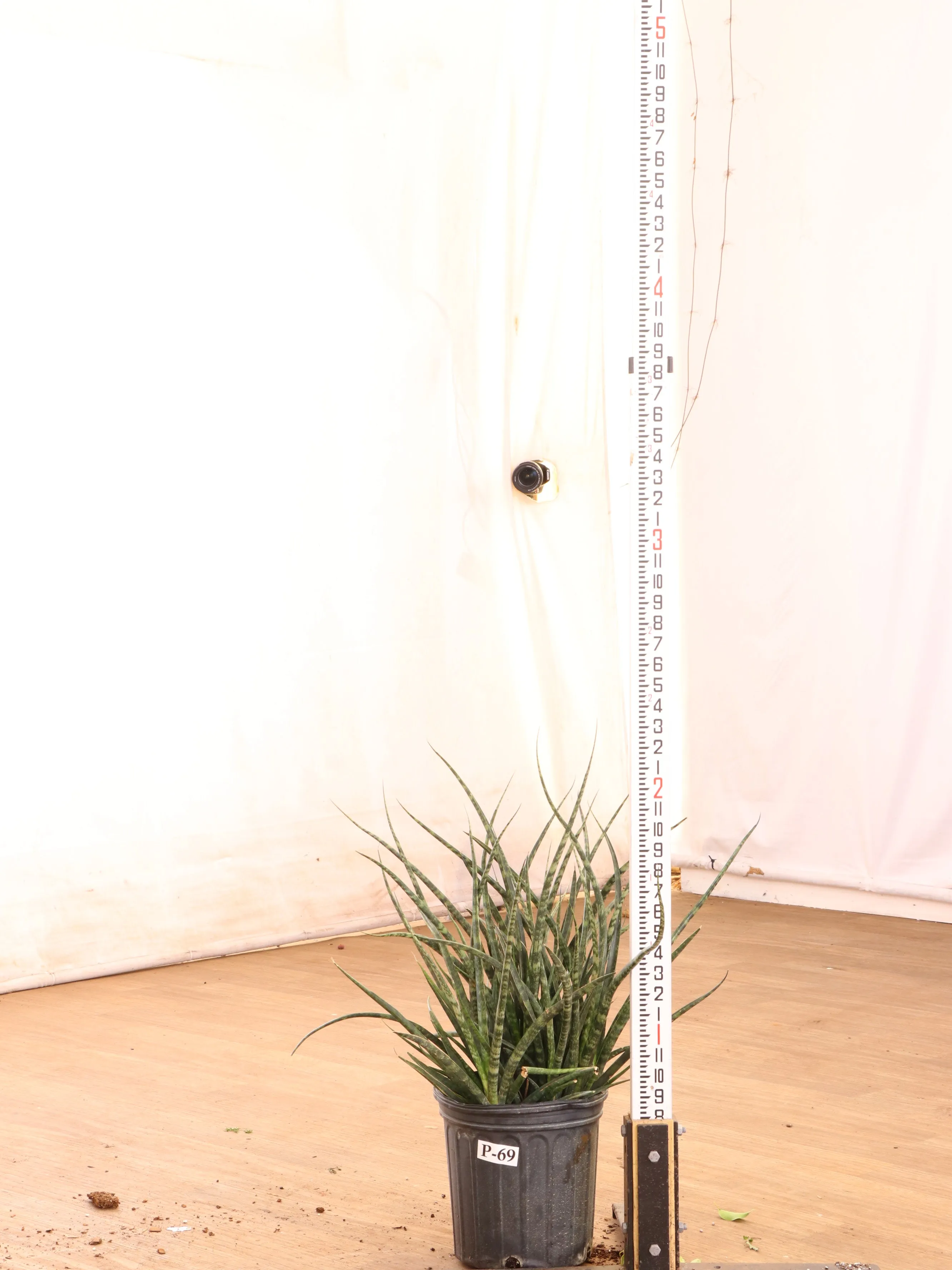 Large Sansevieria Fernwood