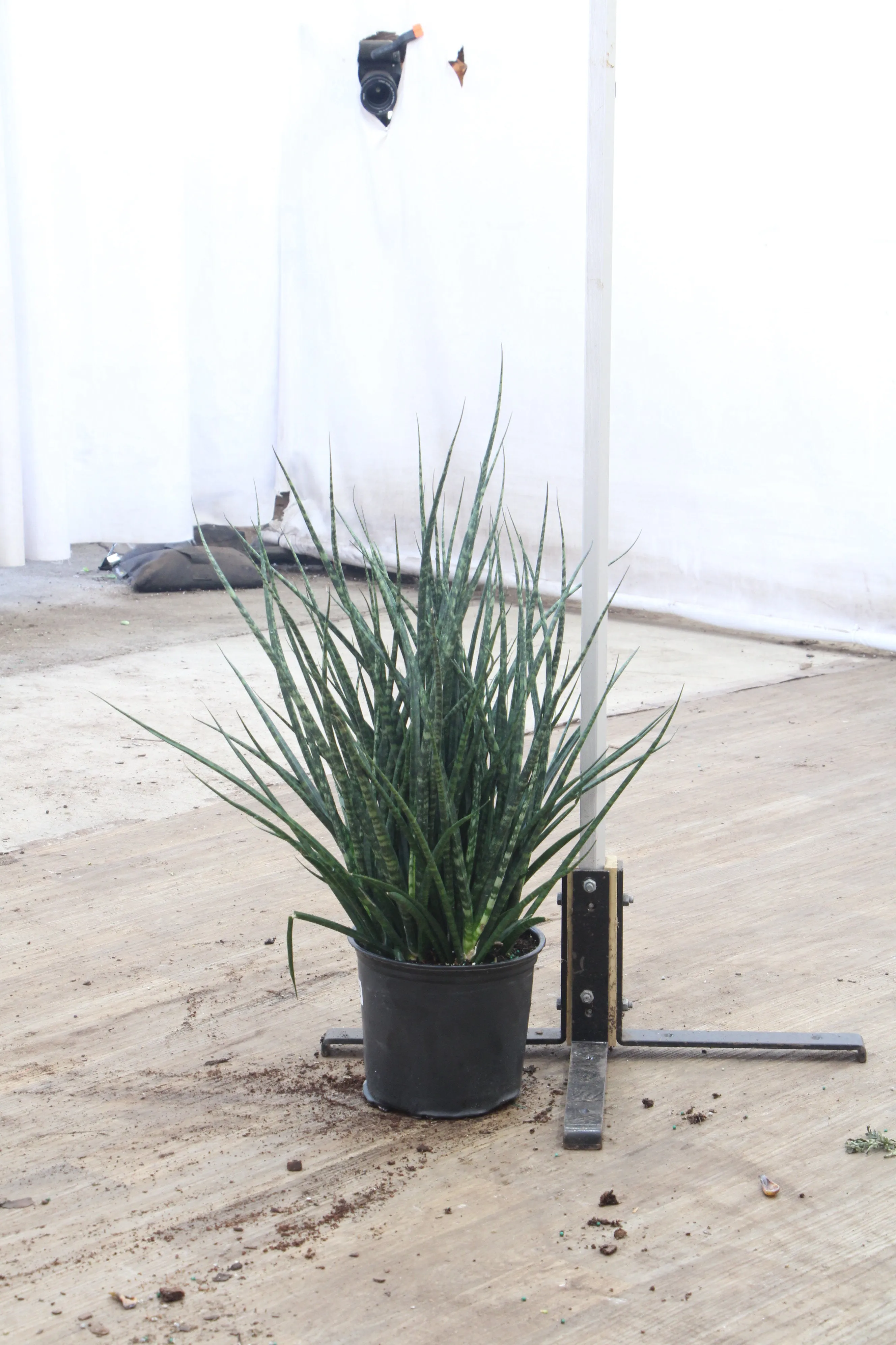 Large Sansevieria Fernwood