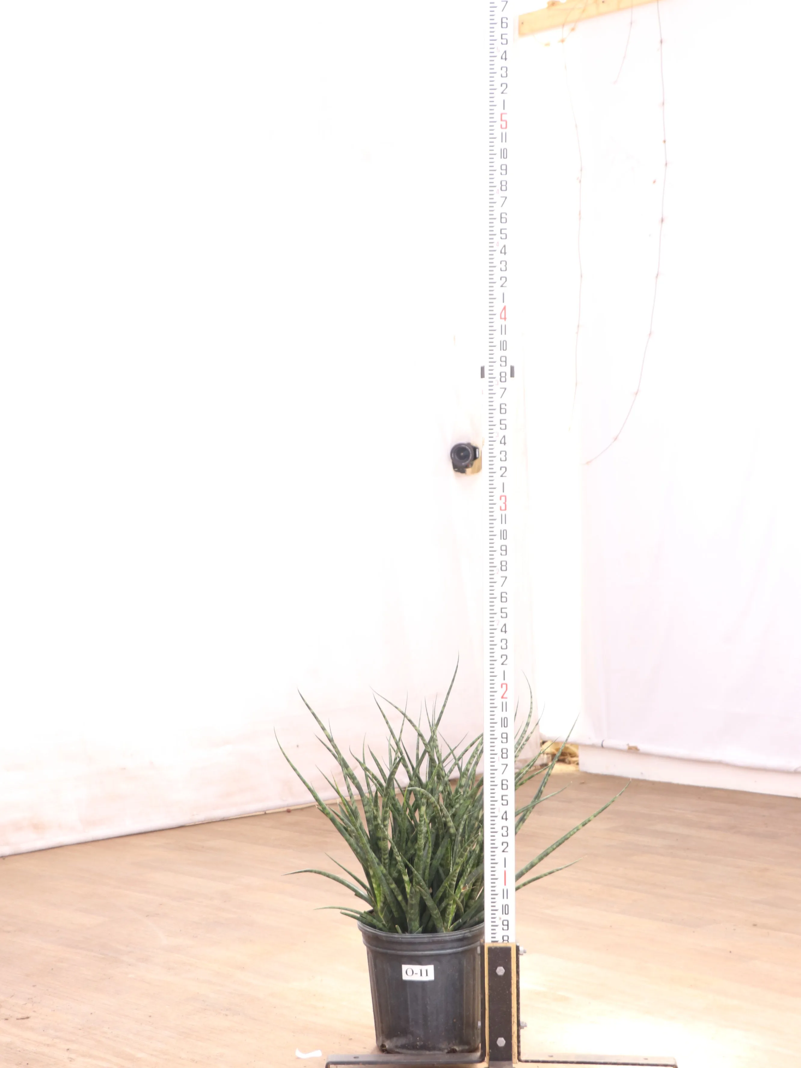 Large Sansevieria Fernwood