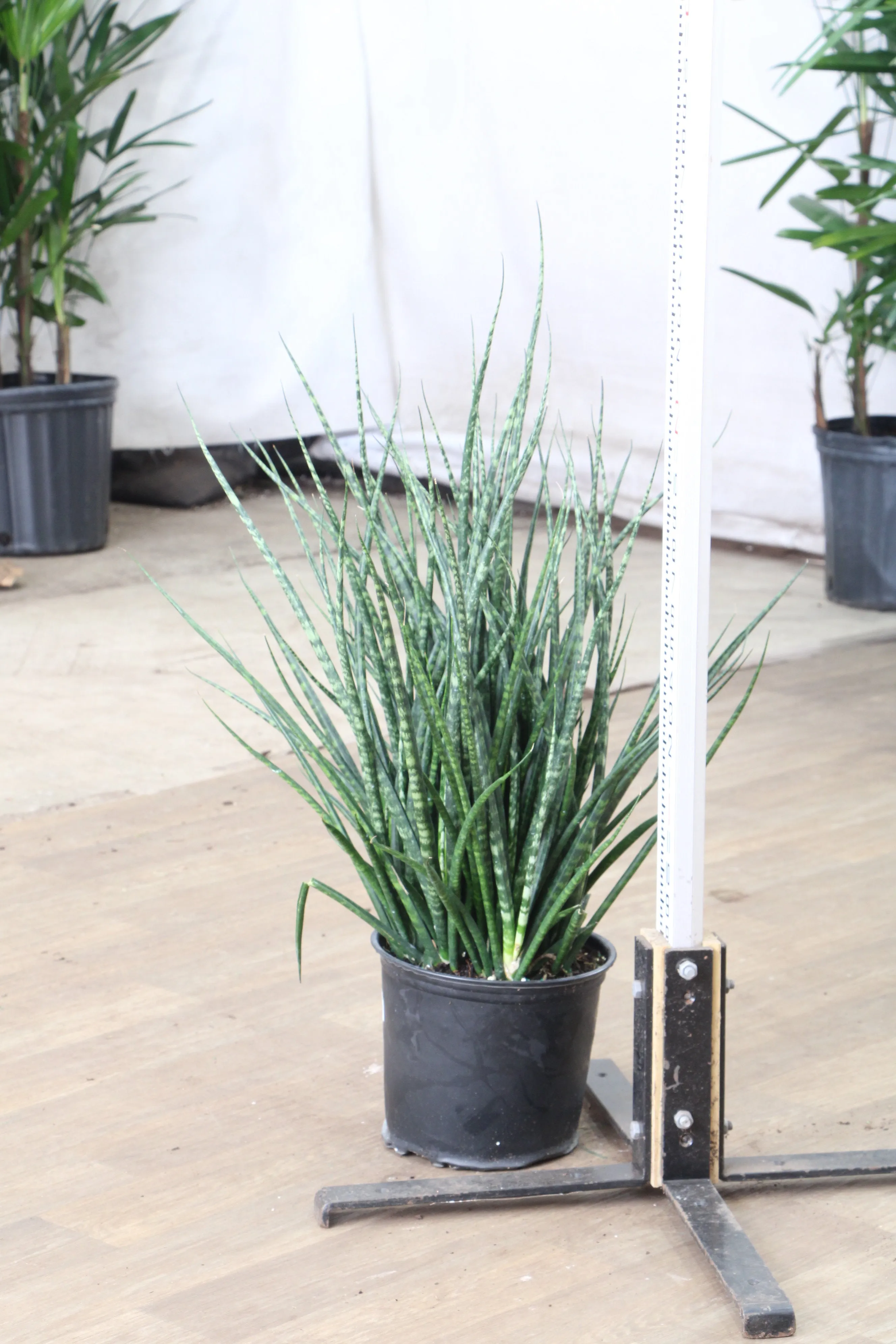 Large Sansevieria Fernwood