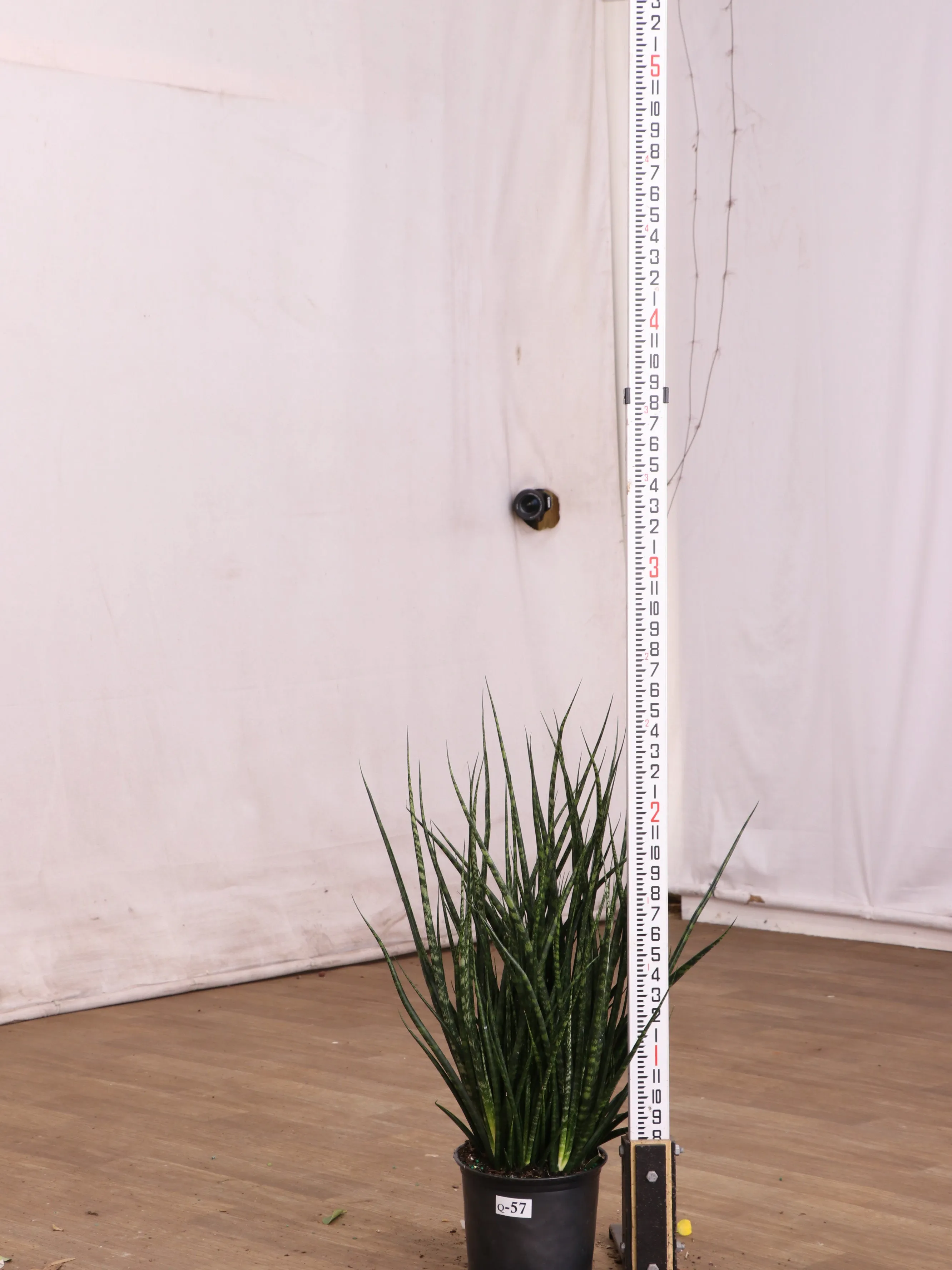 Large Sansevieria Fernwood