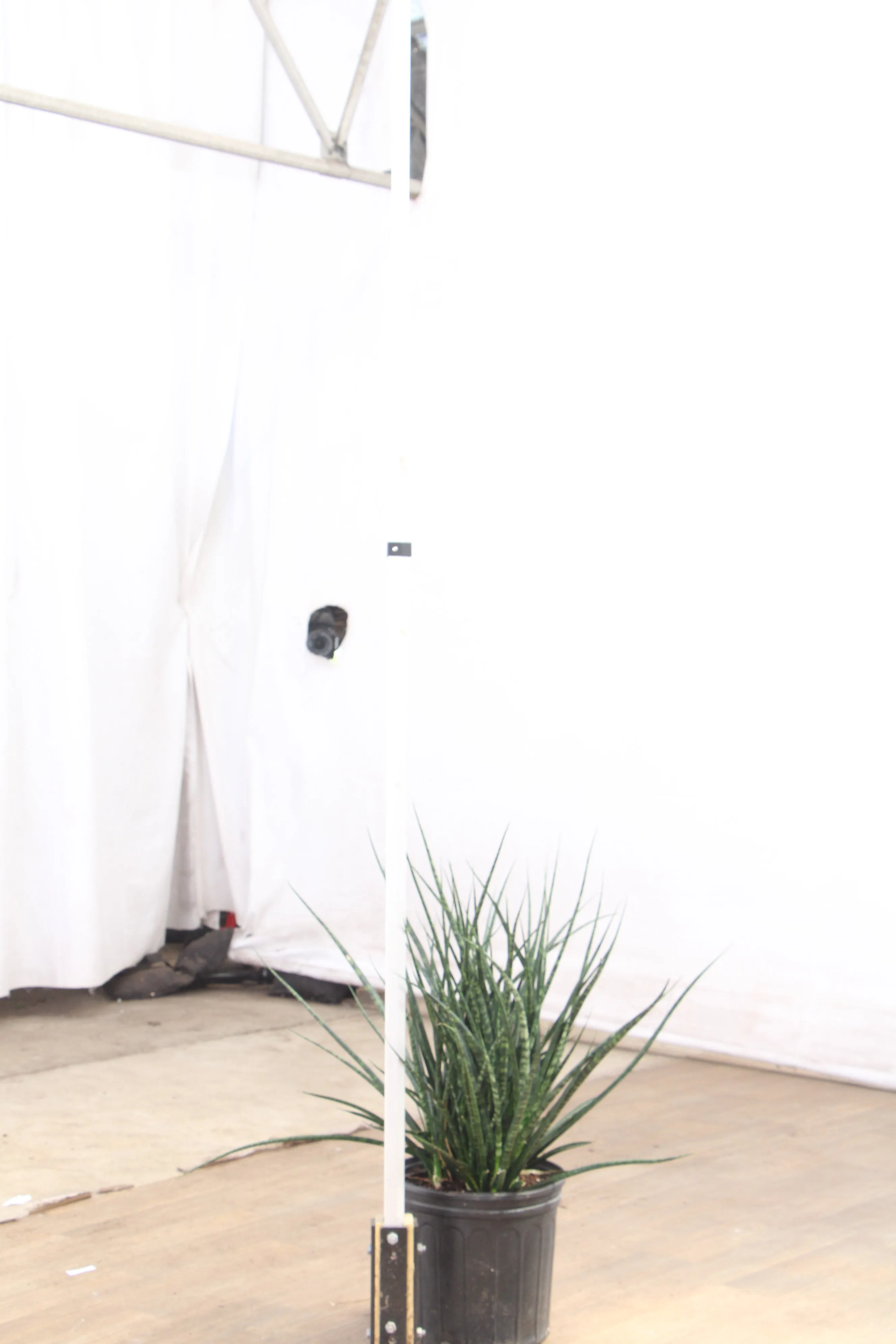 Large Sansevieria Fernwood