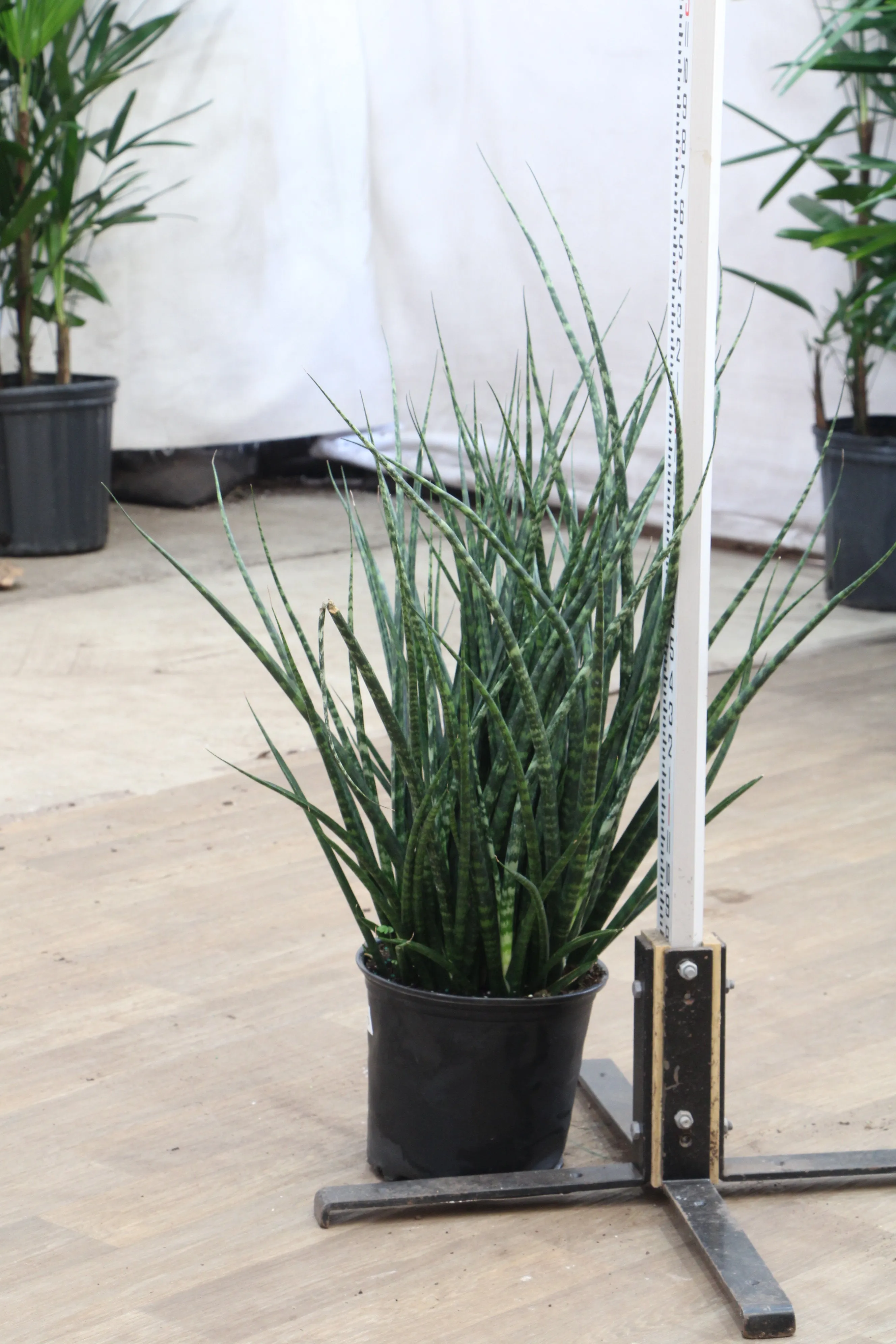 Large Sansevieria Fernwood