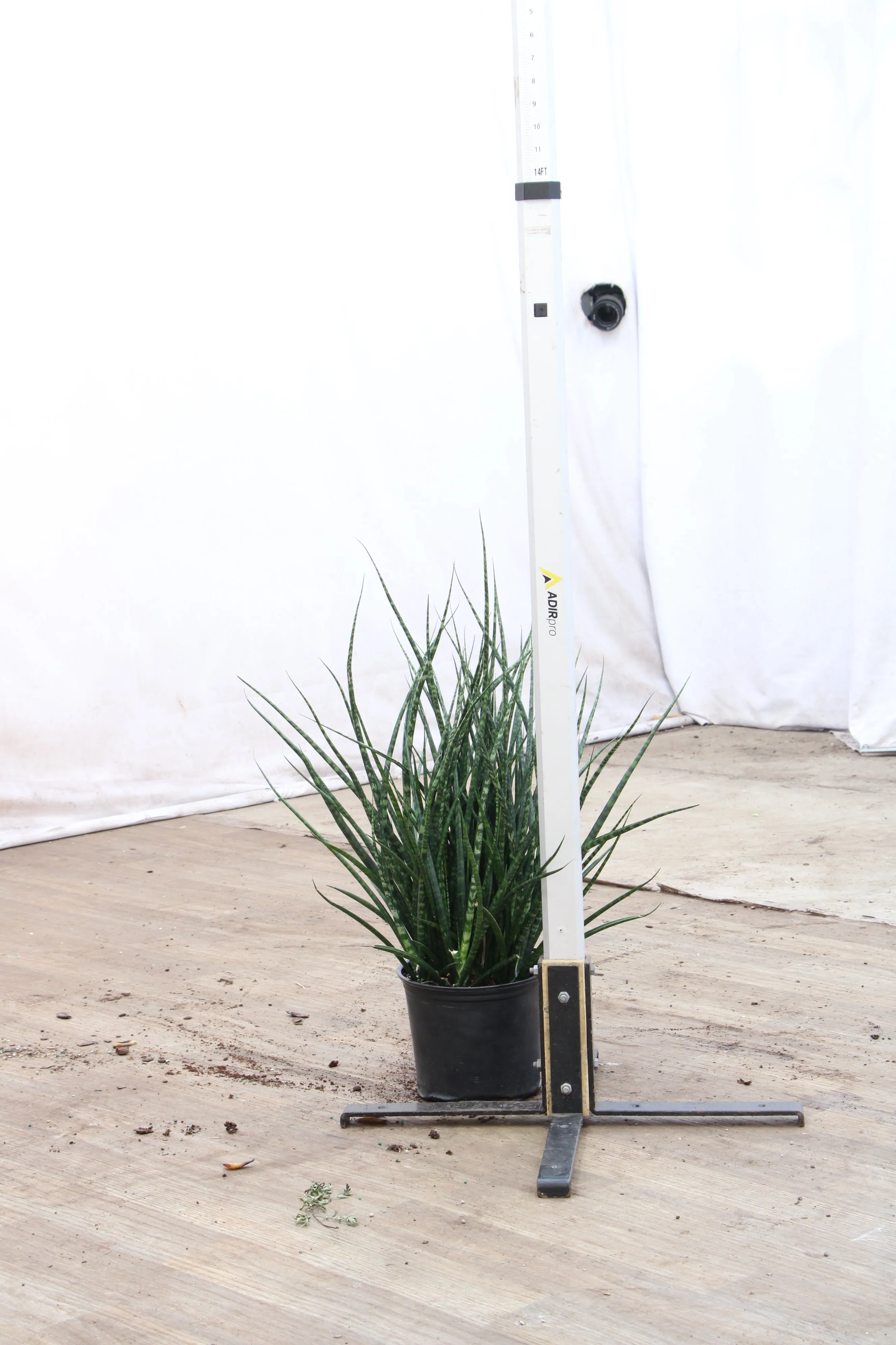 Large Sansevieria Fernwood