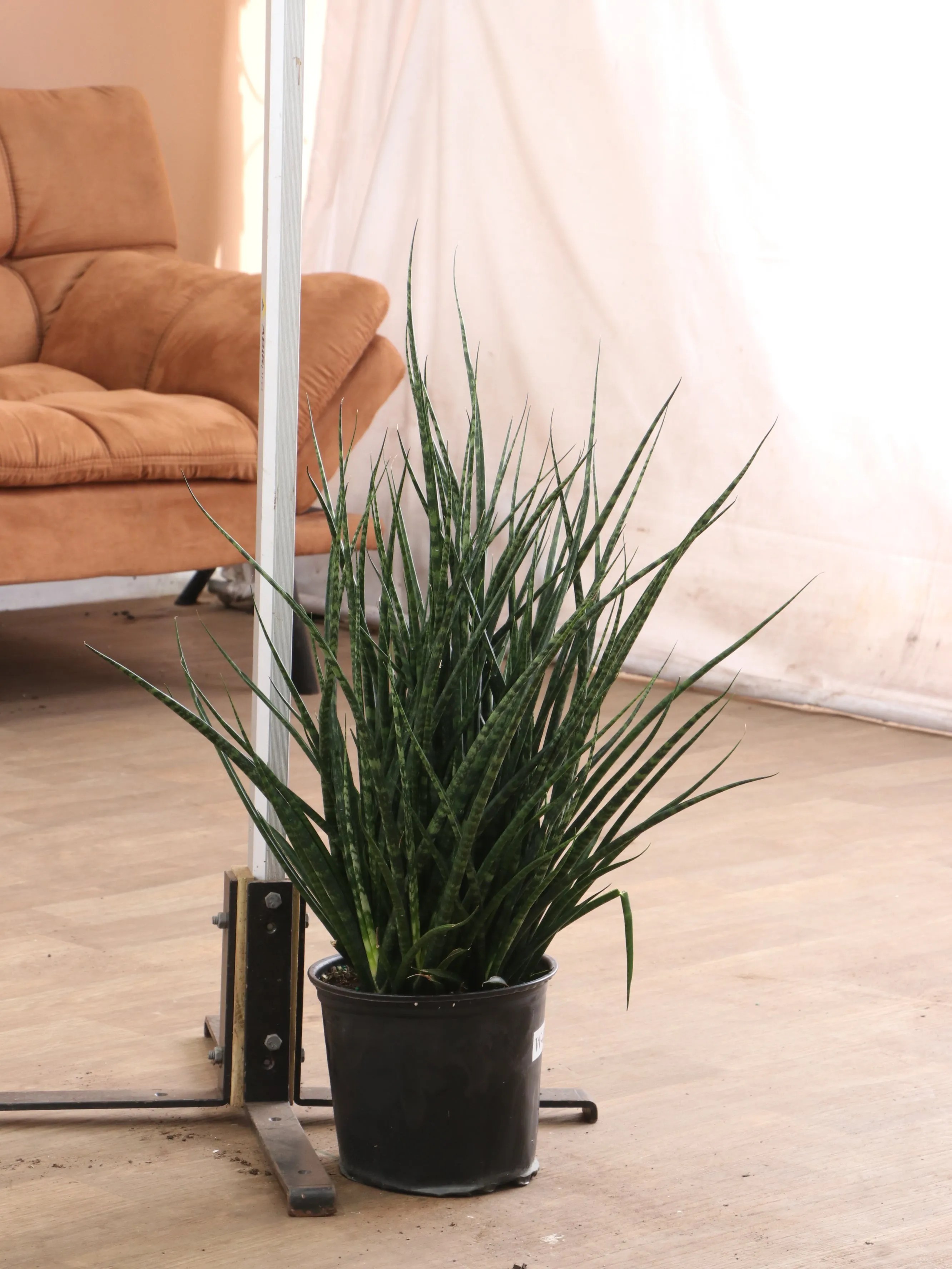 Large Sansevieria Fernwood