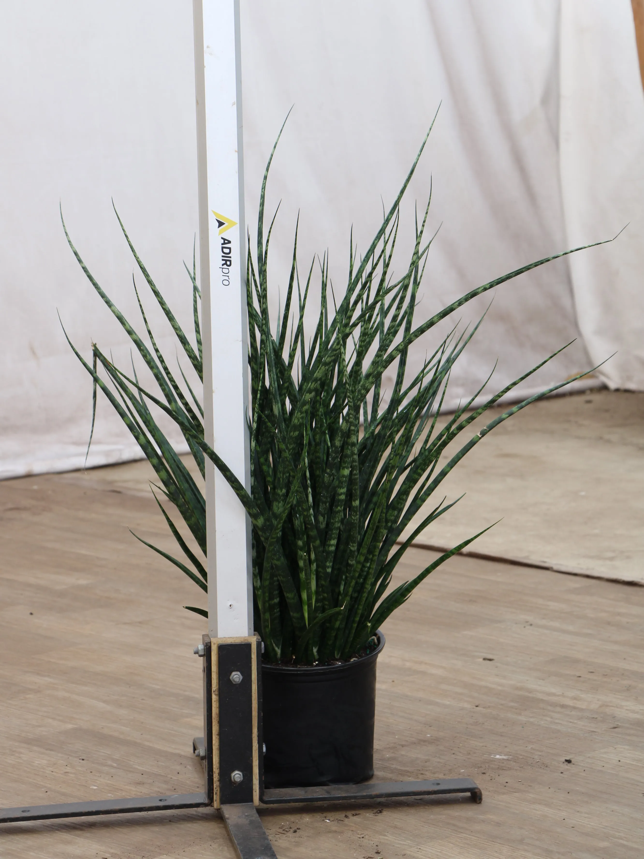 Large Sansevieria Fernwood