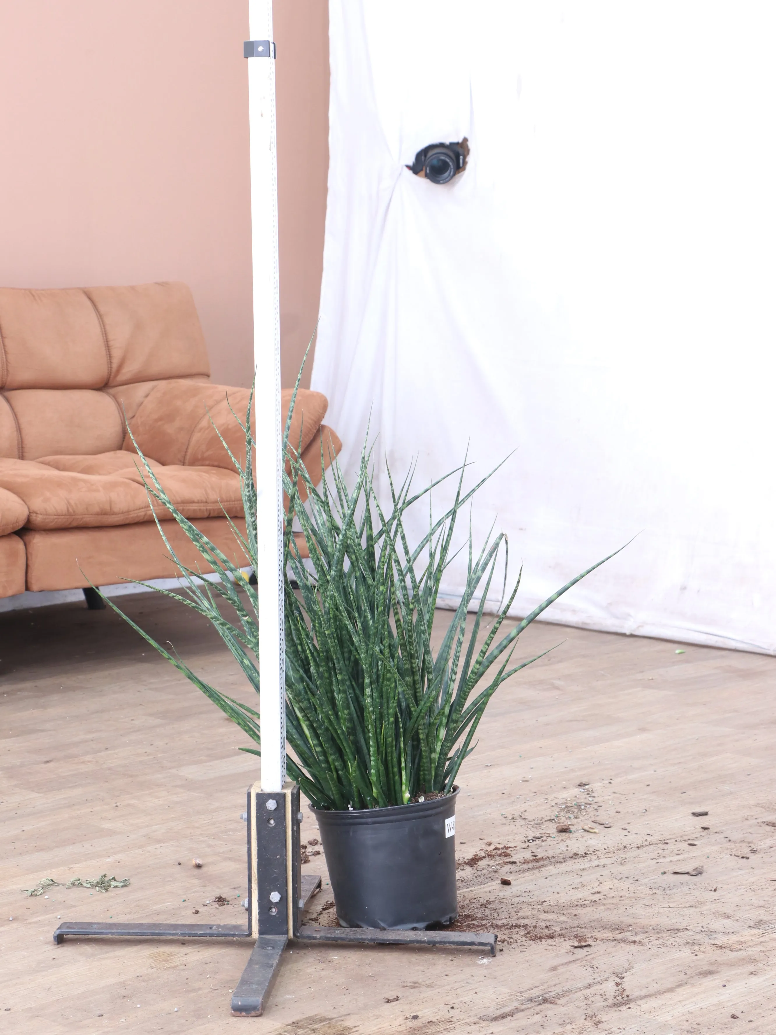 Large Sansevieria Fernwood