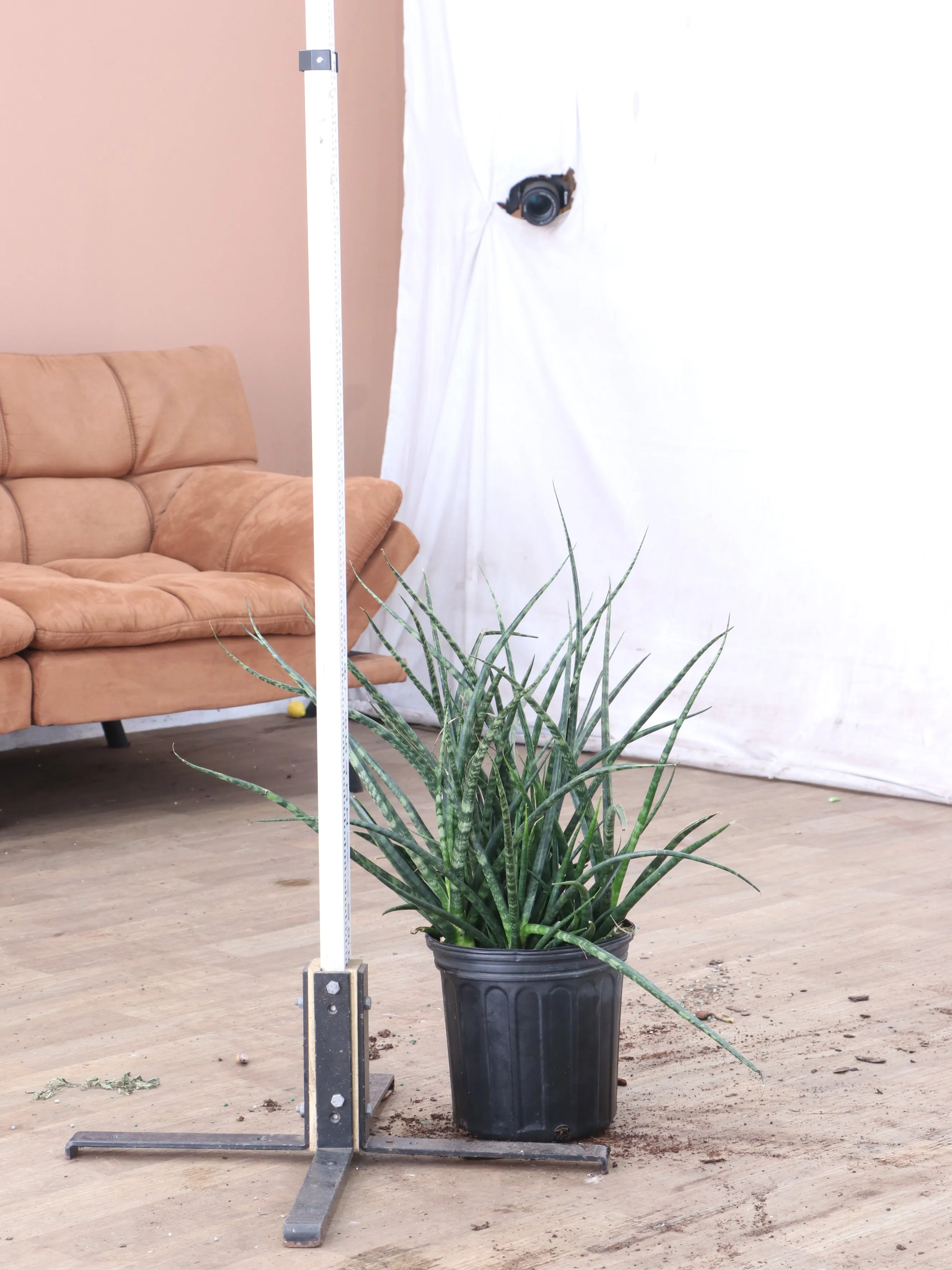 Large Sansevieria Fernwood