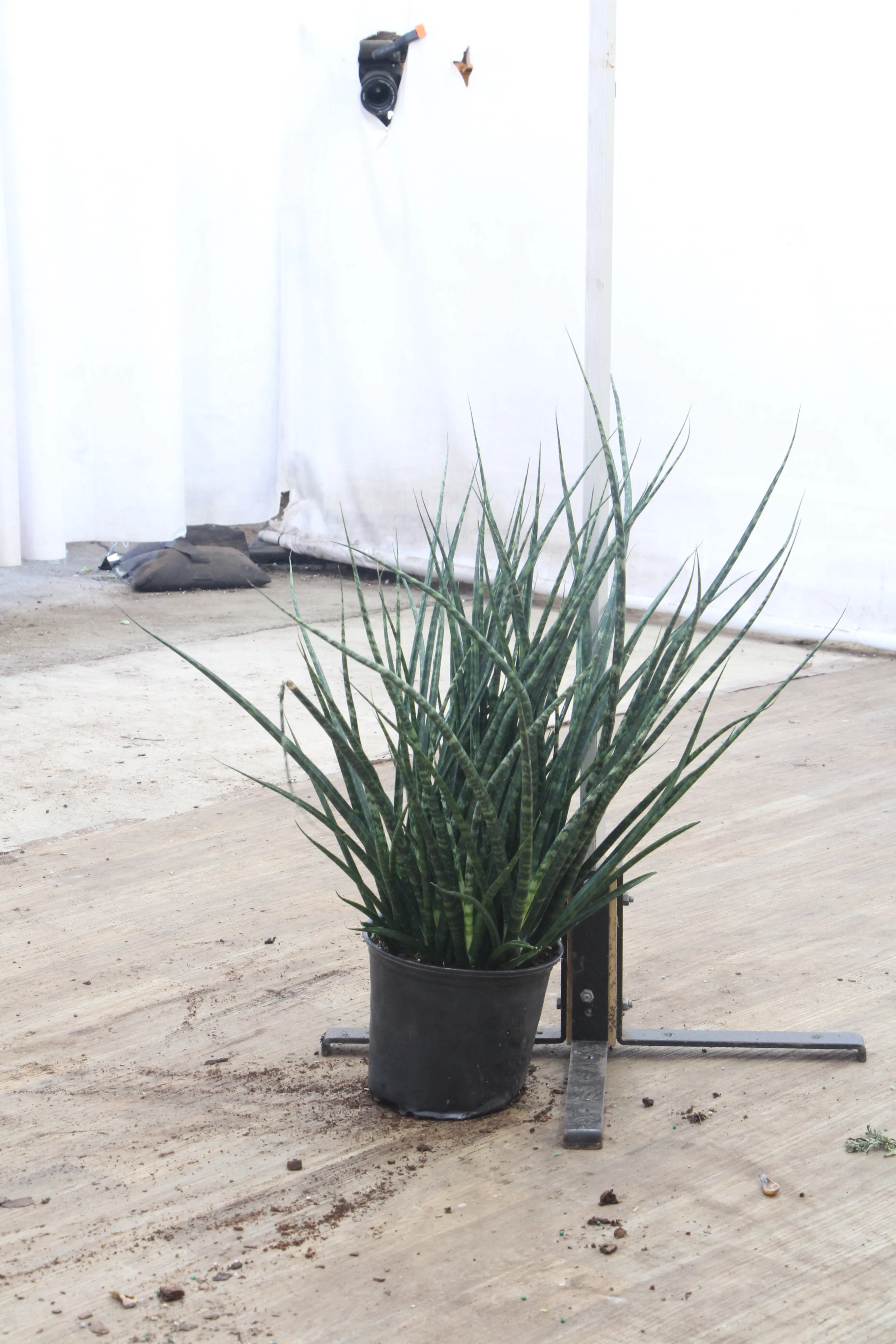 Large Sansevieria Fernwood