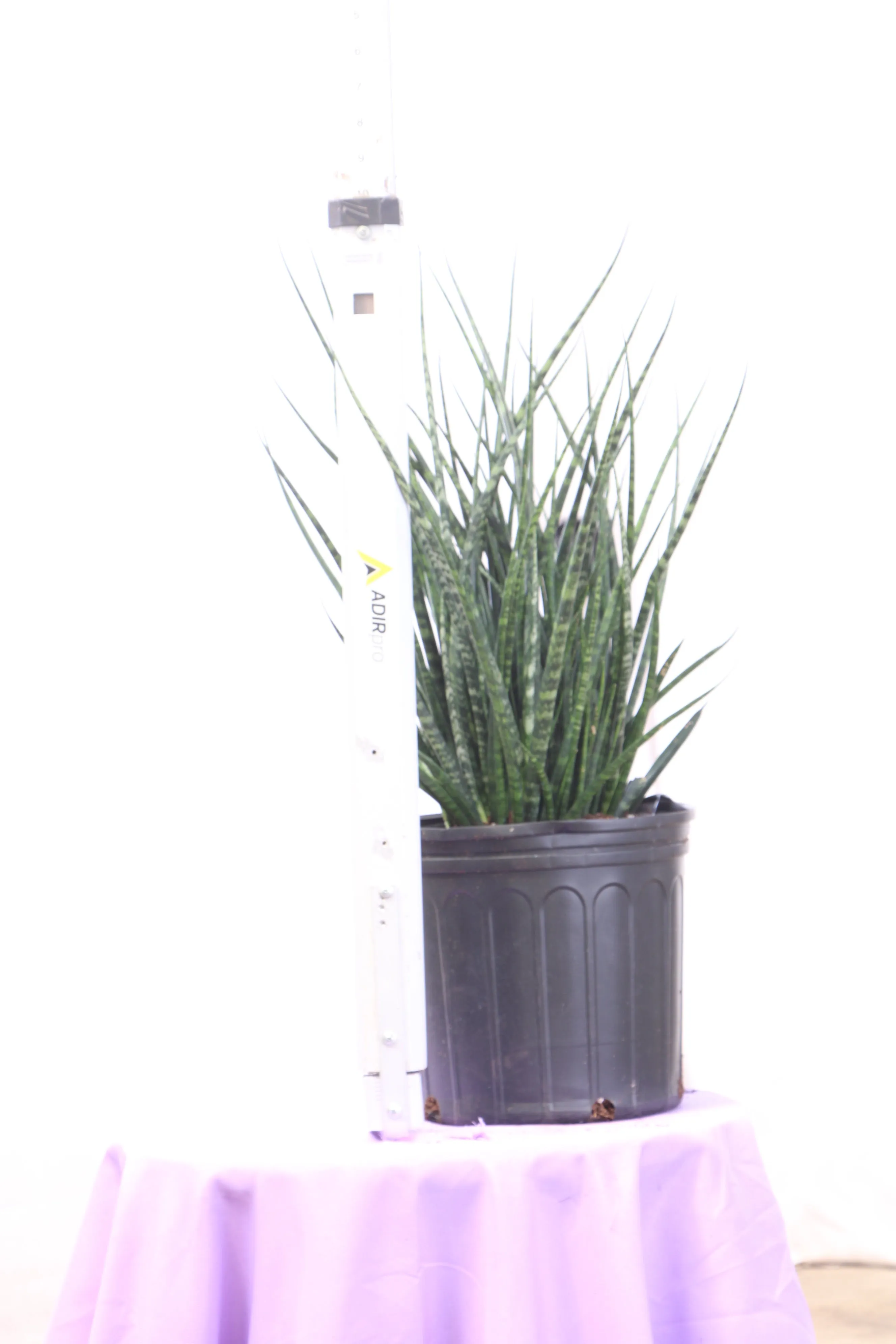 Large Sansevieria Fernwood