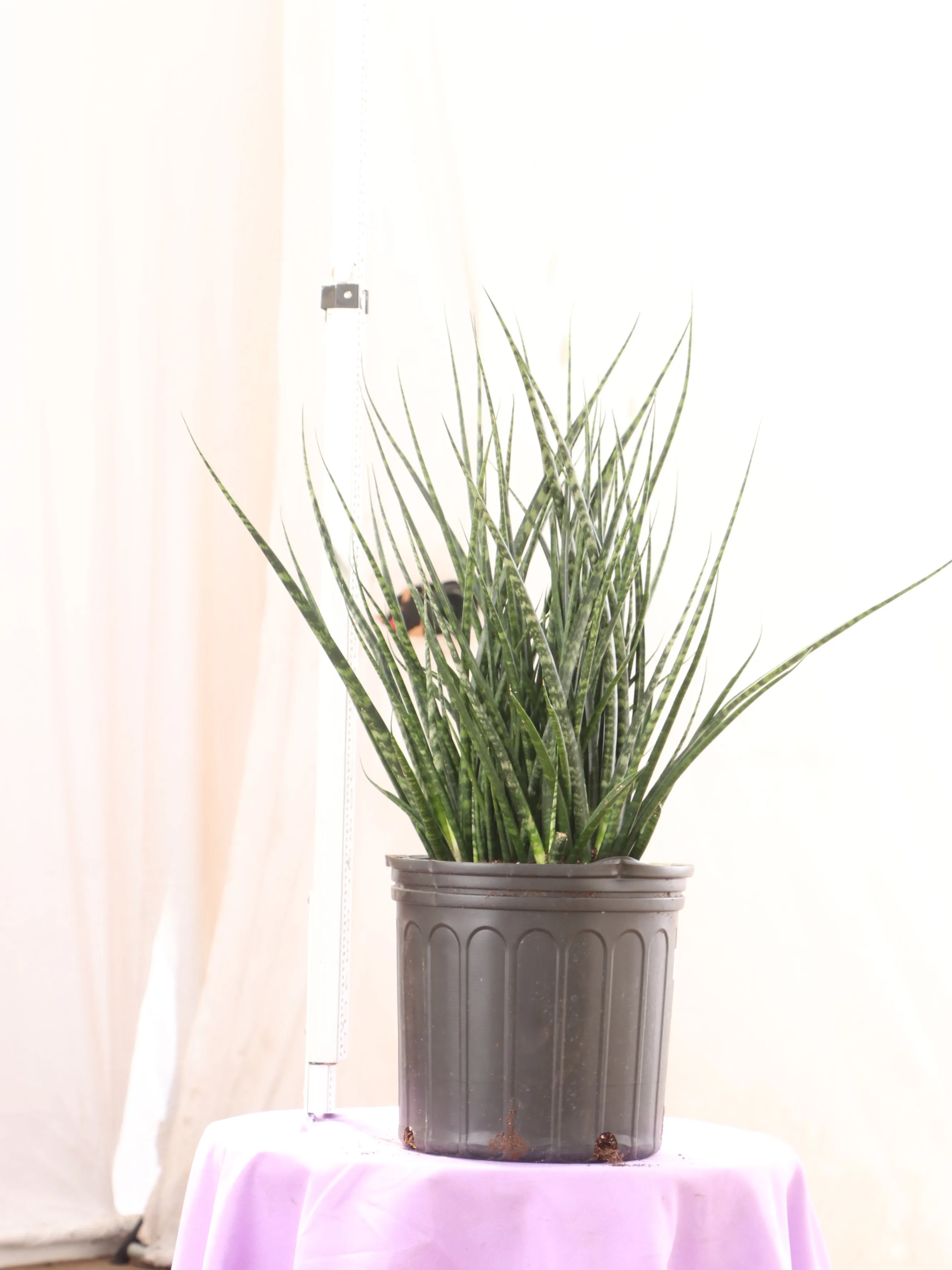 Large Sansevieria Fernwood