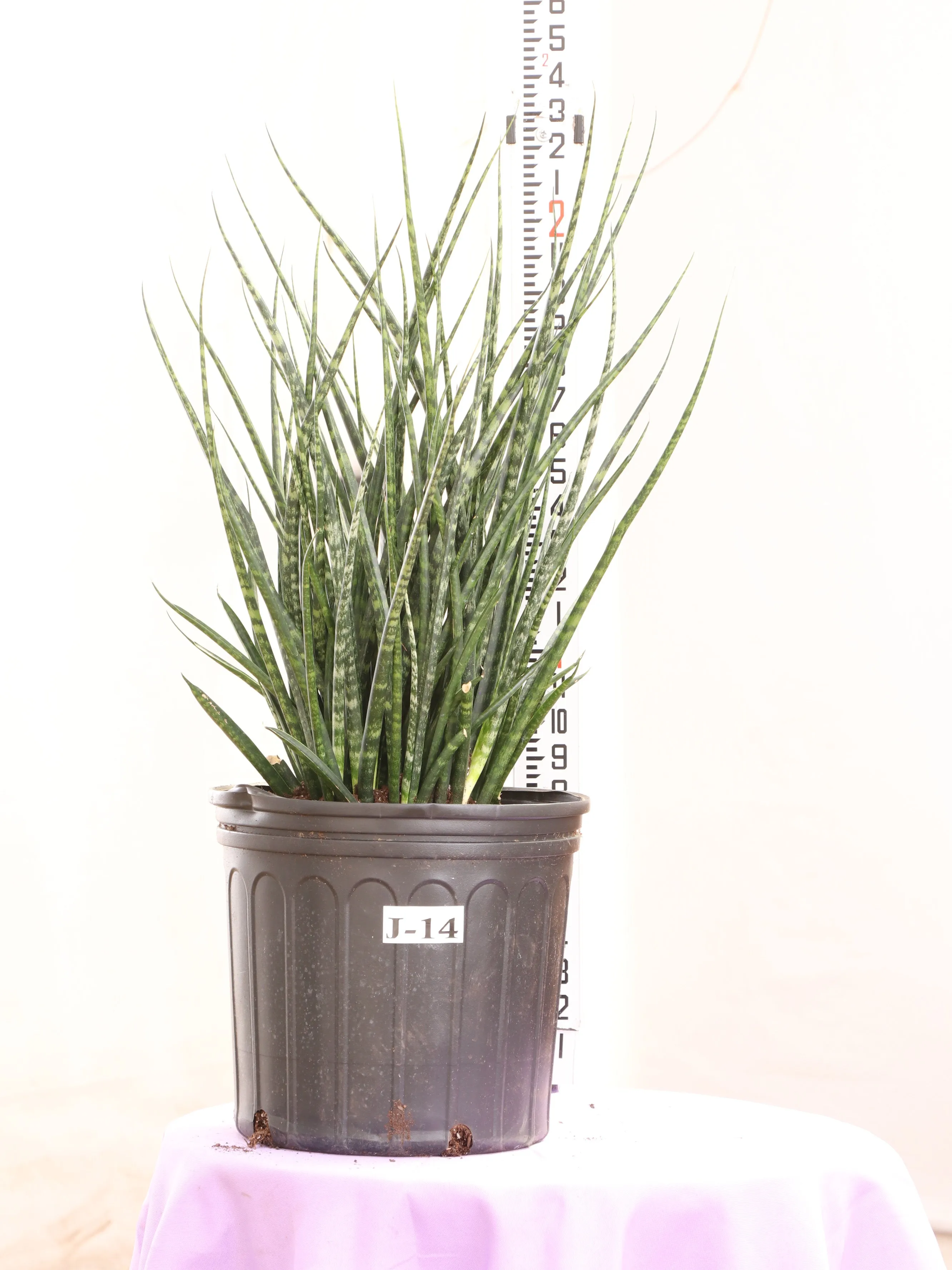 Large Sansevieria Fernwood
