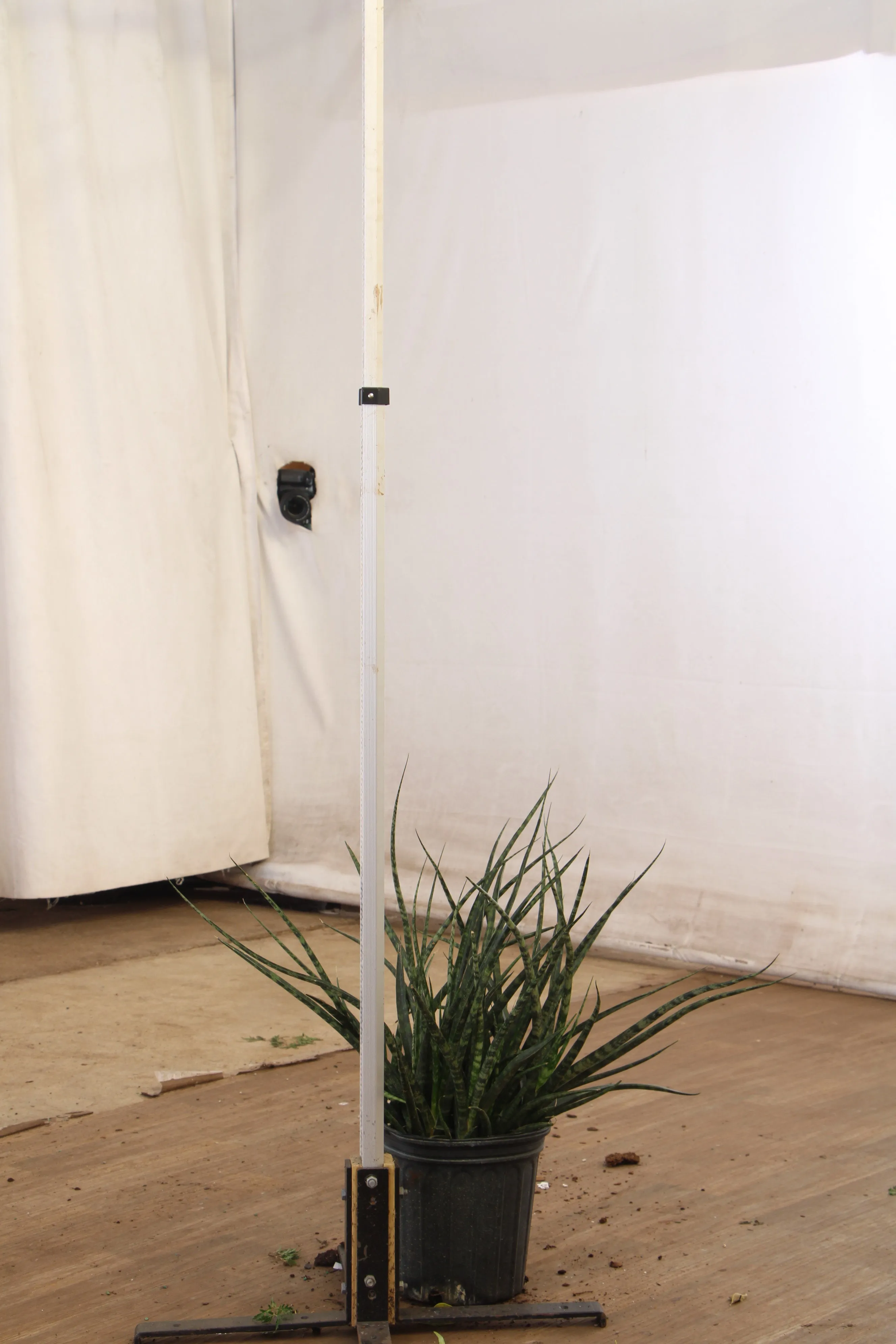 Large Sansevieria Fernwood